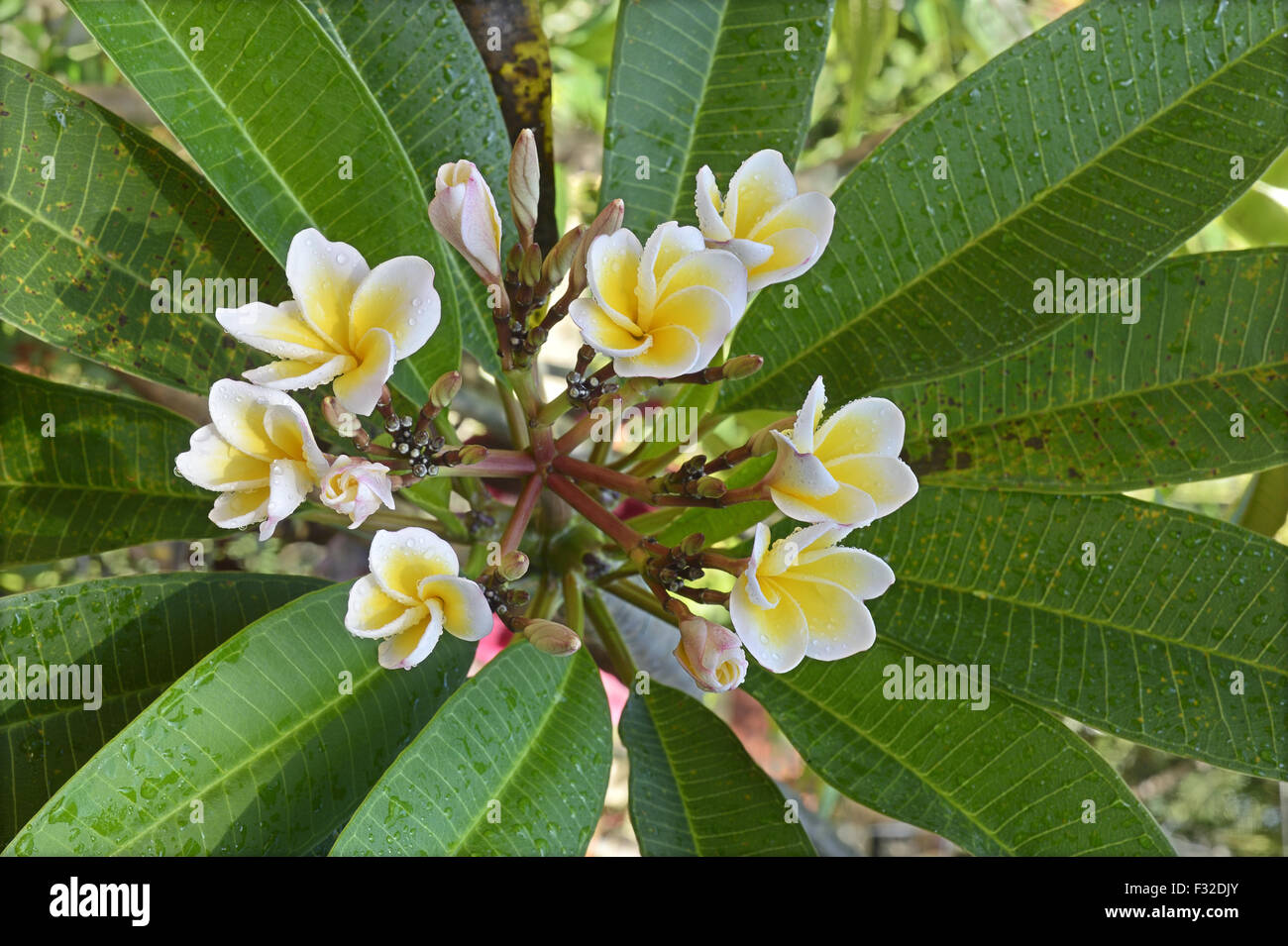 Common Frangipani (Plumeria rubra) close-up of flowers, with raindrops after rainfall, Trivandrum, Thiruvananthapuram District, Stock Photo