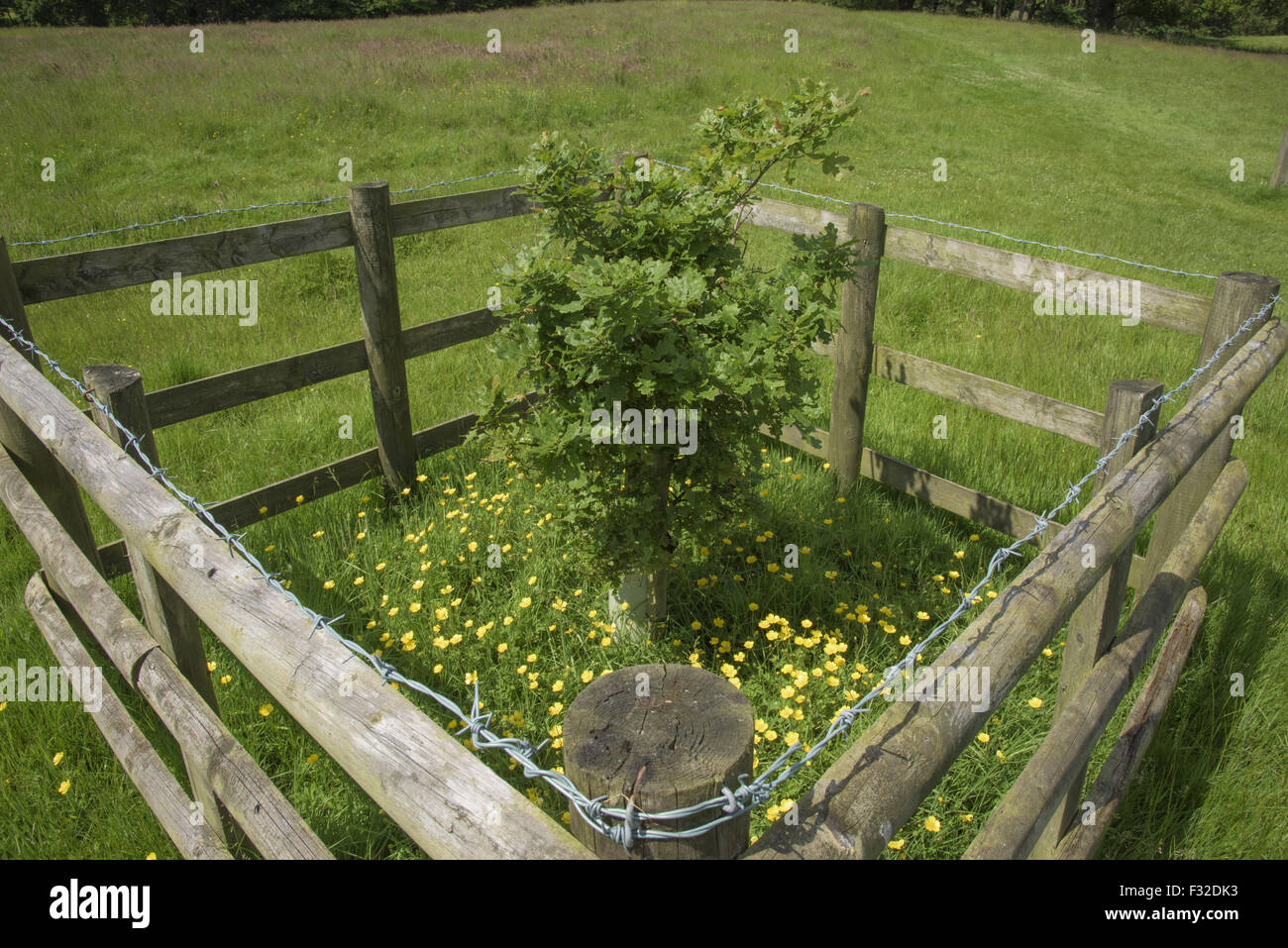 Common Oak (Quercus robur) sapling, protected by fence in parkland pasture, Over Alderley, Cheshire, England, June Stock Photo