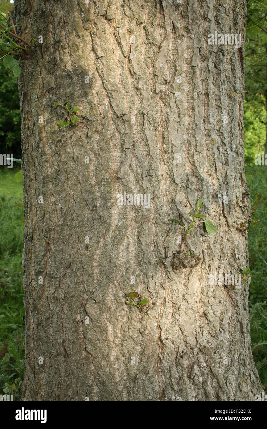 Hybrid Black Poplar (Populus x canadensis) close-up of trunk, growing in woodland, Vicarage Plantation, Mendlesham, Suffolk, England, June Stock Photo