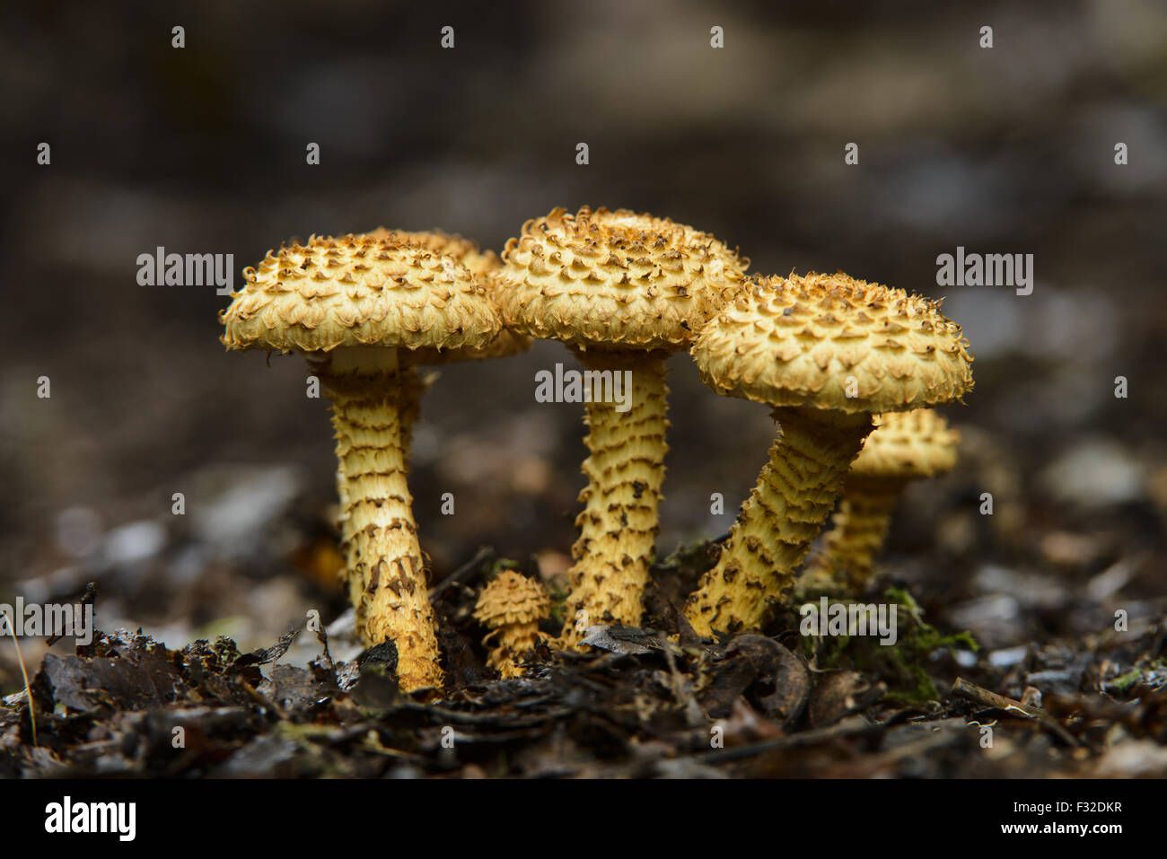Shaggy Scalycap (Pholiota squarrosa) fruiting bodies, growing on woodland floor, Cannock Chase, Staffordshire, England, October Stock Photo