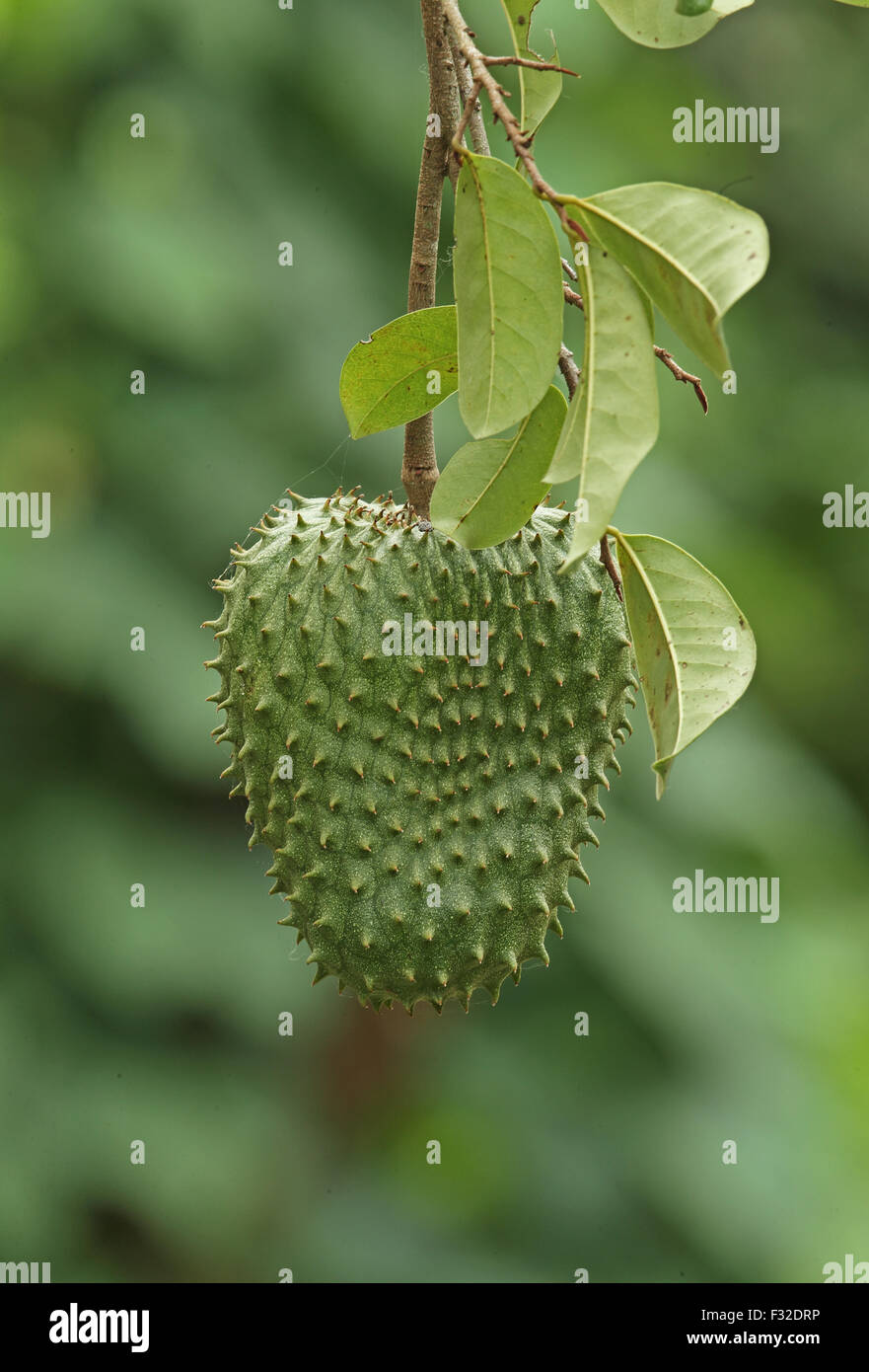 Soursop (Annona muricata) close-up of fruit, Darien, Panama, April Stock Photo