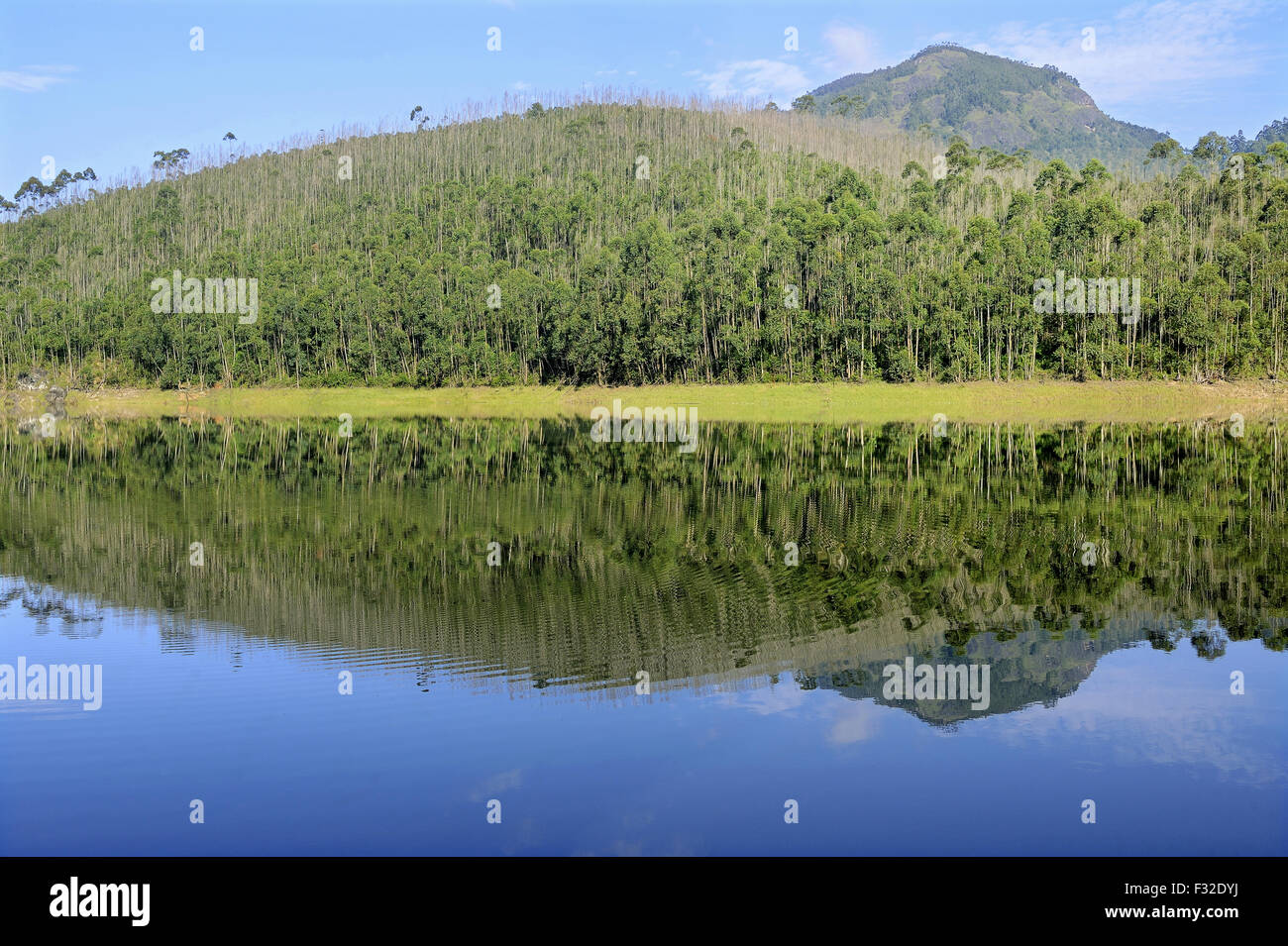 View of mountain reservoir surrounded with undulating plantation hills and shola forest, Mattupetty Reservoir, near Munnar, Idukki District, Western Ghats, Kerala, India, October Stock Photo