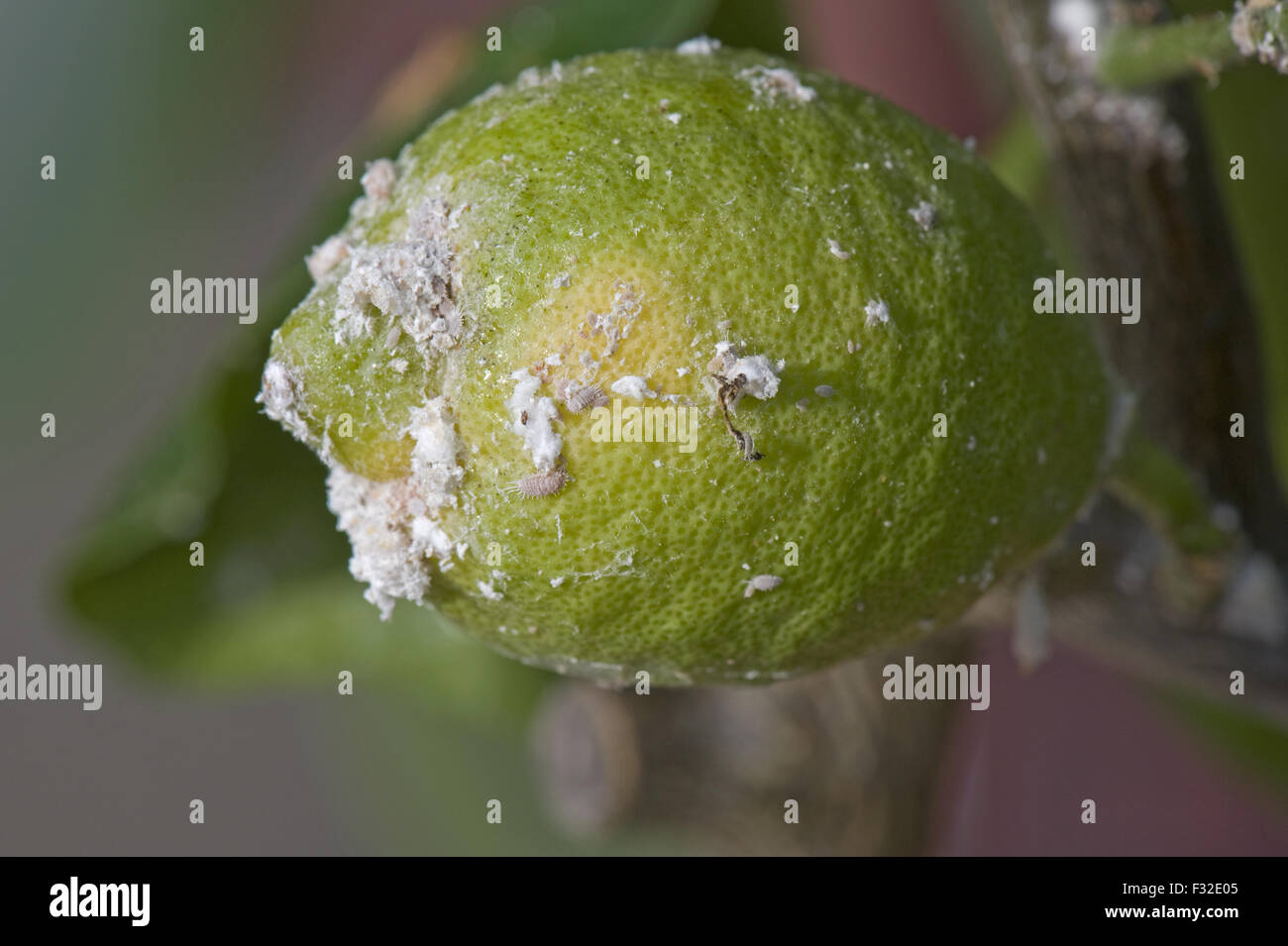 Glasshouse mealy bug, Pseudococcus viburni, infestion on a conservatory grown lemon tree with fruit Stock Photo