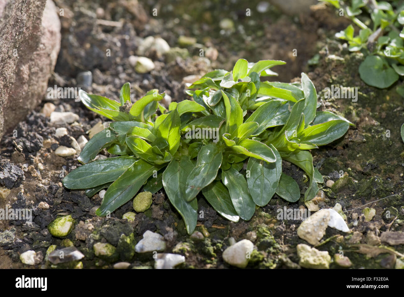 Broad-leaved Willowherb, Epilobium montanum, young plant in a garden rockery, Berkshire, England, March Stock Photo