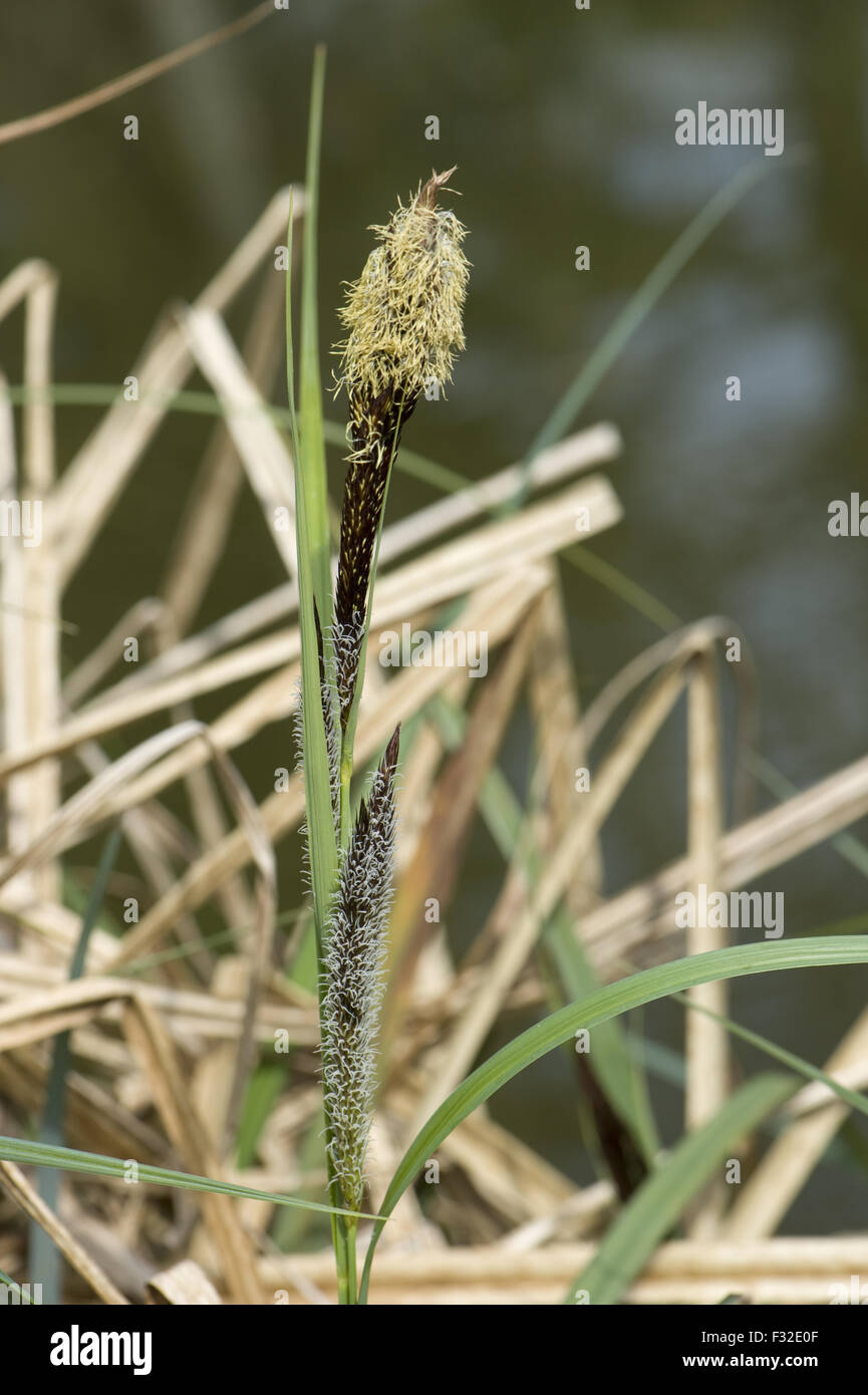 Common or black sedge, Carex nigra, flowering on bank of canal, Kennet and Avon Canal, Hungerford, Berkshire, England, April Stock Photo