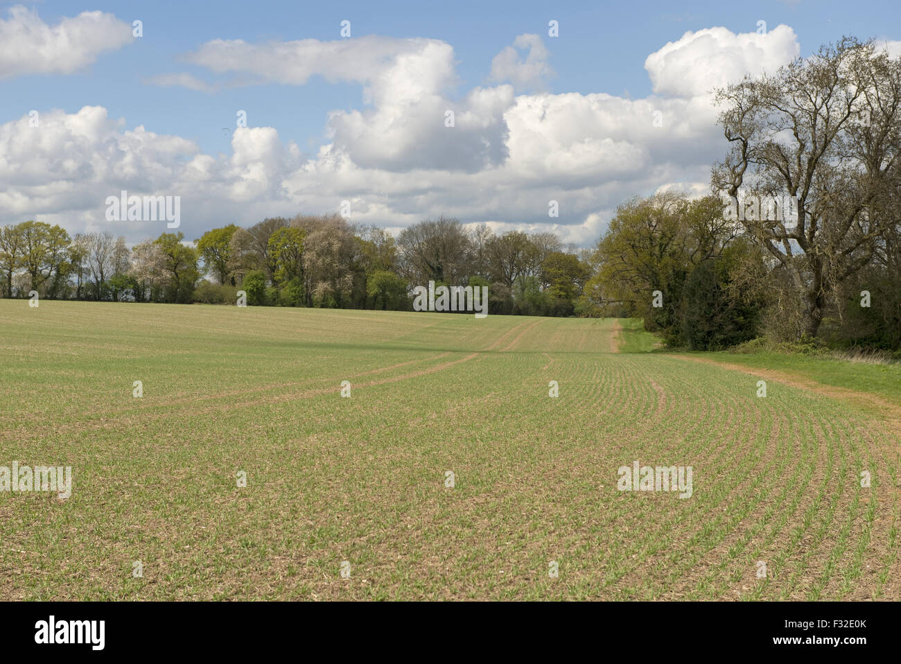Barley (Hordeum vulgare) crop, rows of young crop of spring barley on fine early spring day with trees coming into leaf, Berkshire, England, April Stock Photo