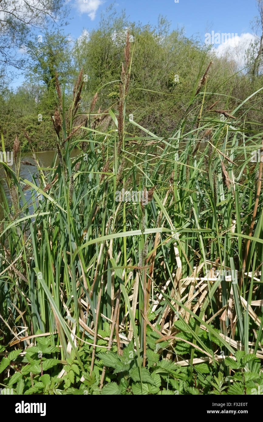 Common or black sedge, Carex nigra, flowering on bank of canal, Kennet and Avon Canal, Hungerford, Berkshire, England, April Stock Photo