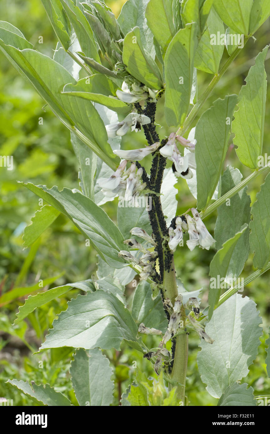 Black Bean Aphid, Aphis fabae, large colony infesting broad bean plant in flower, Berkshire, England, June Stock Photo