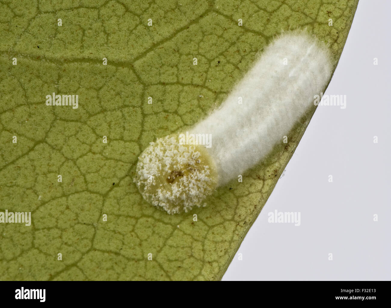 Cushion scale insect, Pulvinaria floccifera, laying eggs on underside