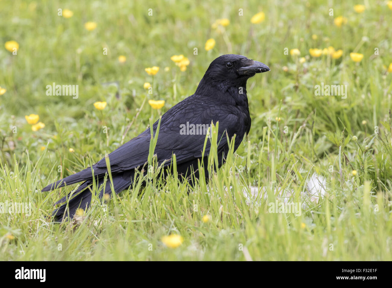 Carrion Crow in field, they are predator of young garden birds Stock ...