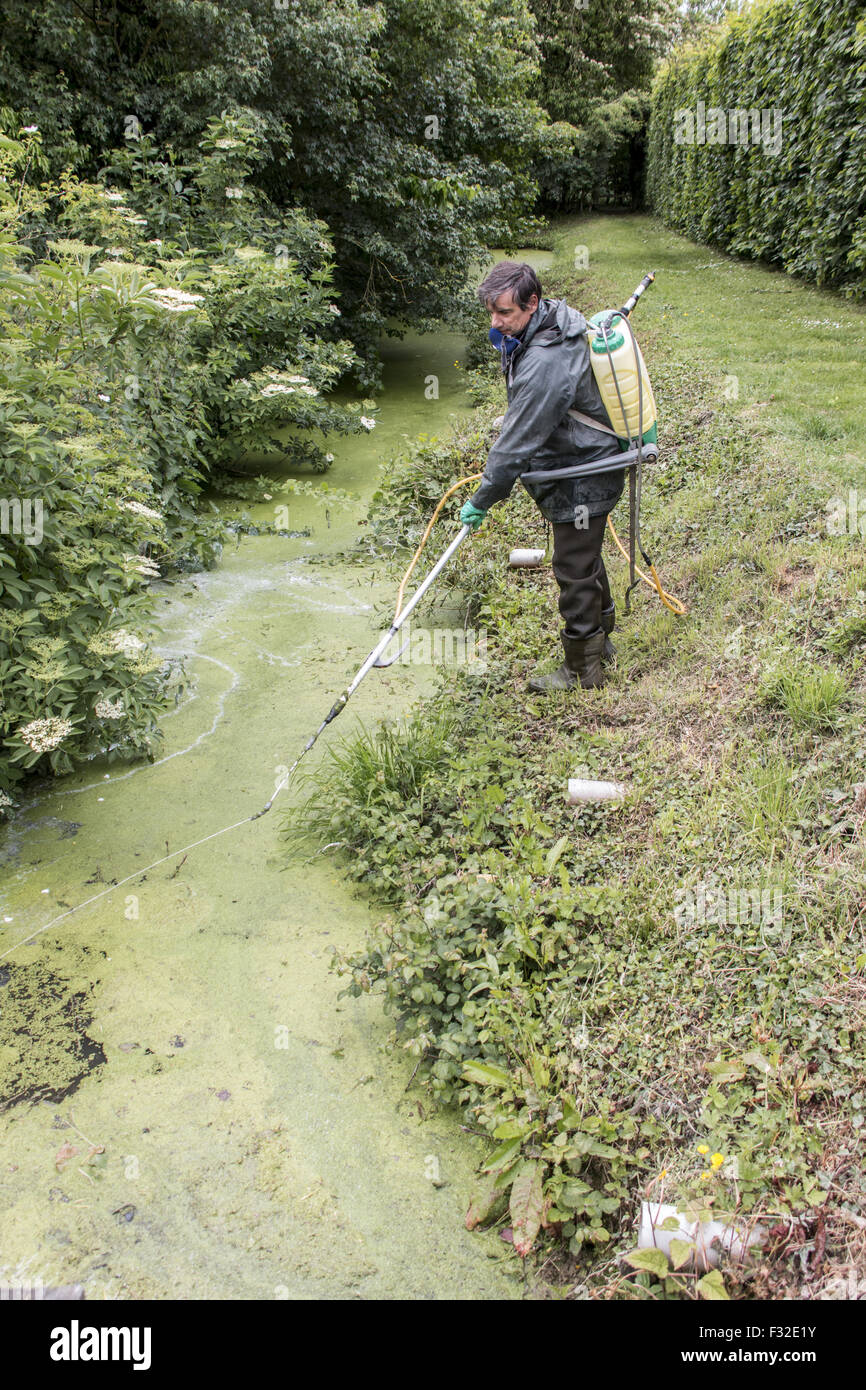 Spraying with chemical weed killer to clear Duckweed which is a rapidly