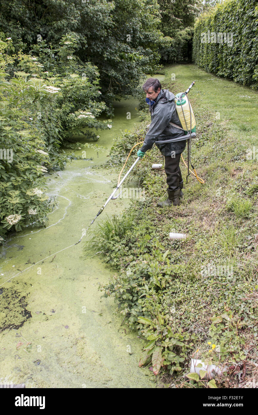 Spraying with chemical weed killer to clear Duckweed which is a rapidly spreading aquatic plant that deprives ponds of oxygen. Stock Photo