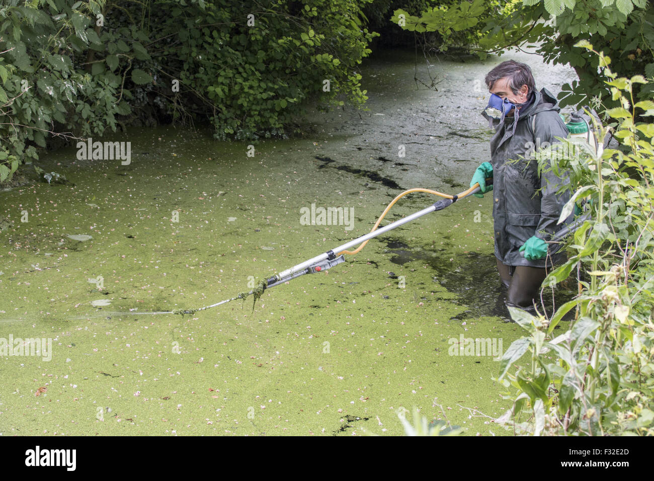 Spraying with chemical weed killer to clear Duckweed which is a rapidly spreading aquatic plant that deprives ponds of oxygen. Stock Photo