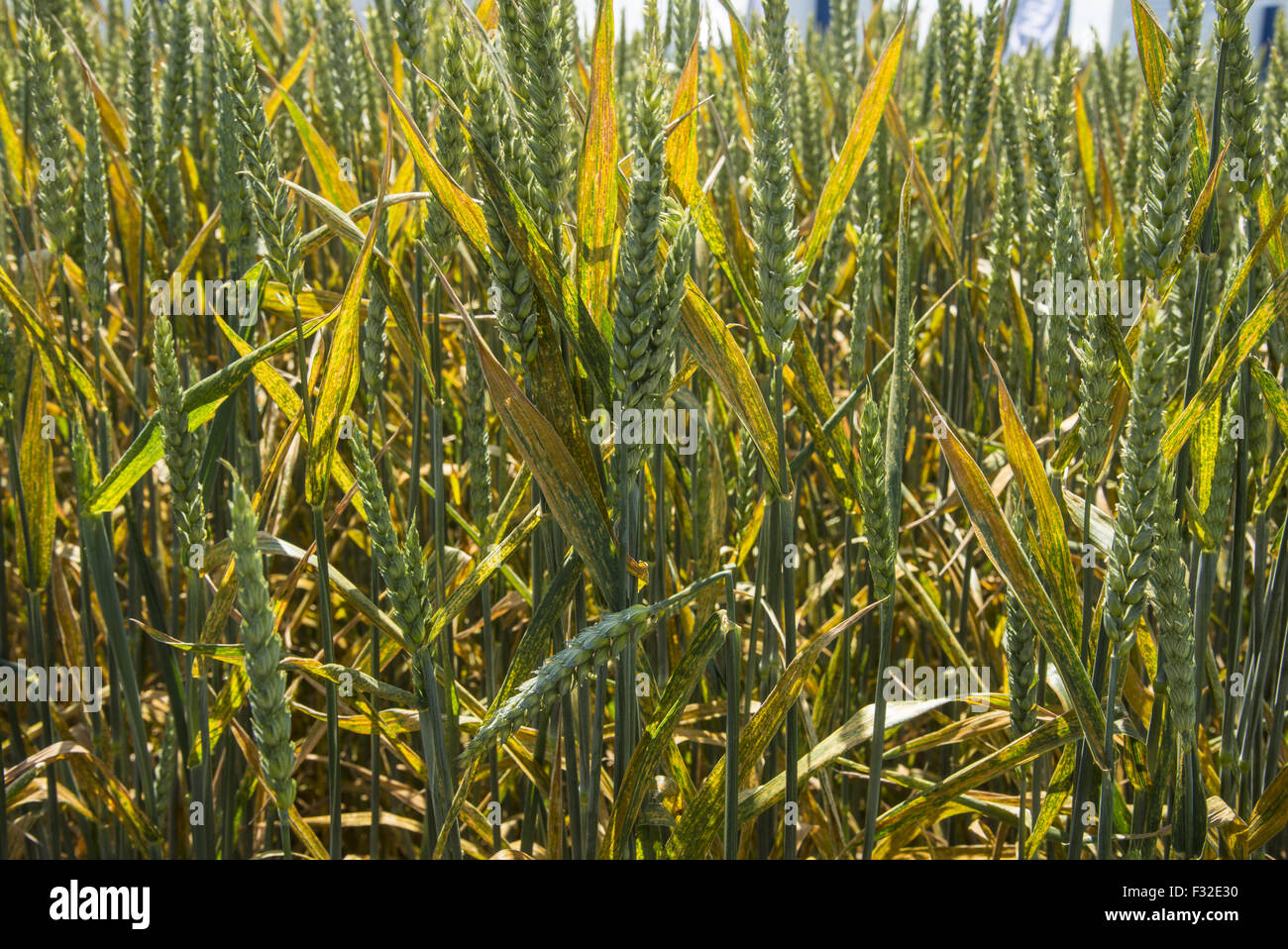 Wheat (Triticum aestivum) crop, leaves infected with Yellow Rust (Puccinia striiformis) fungal disease, Lincolnshire, England, June Stock Photo
