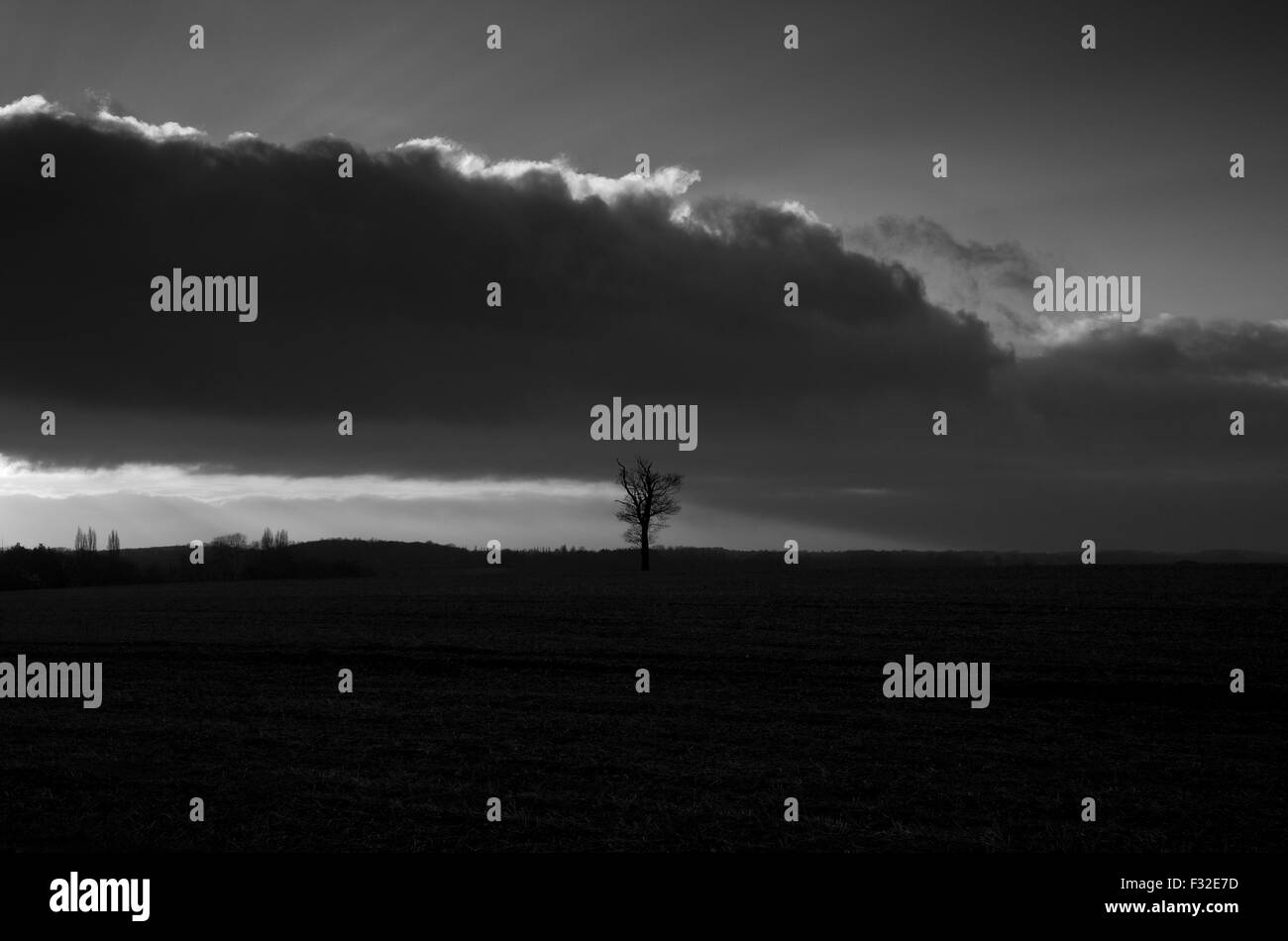 Single Oak tree in a field, black and white Stock Photo - Alamy