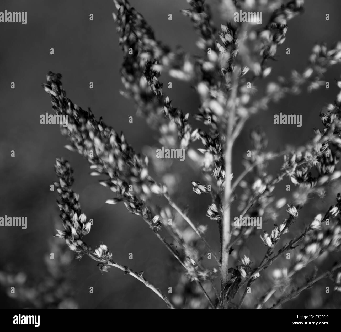 Seeding Black and White Stock Photos & Images - Alamy