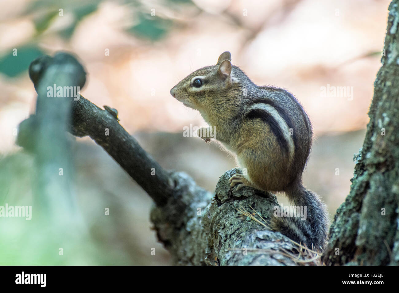 Eastern chipmunk (Tamias striatus) photographed at Walden Pond State Reservation, Concord, Massachusetts Stock Photo