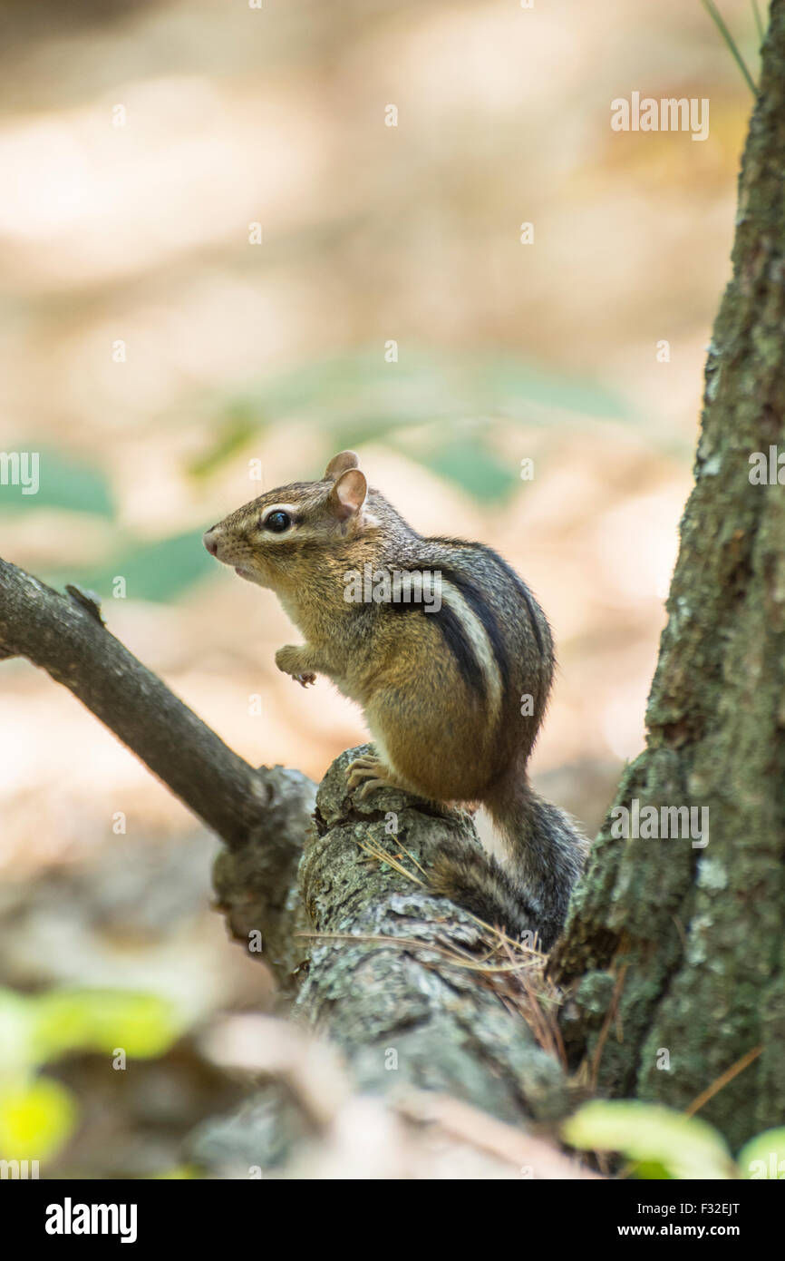 Eastern chipmunk (Tamias striatus) photographed at Walden Pond State Reservation, Concord, Massachusetts Stock Photo