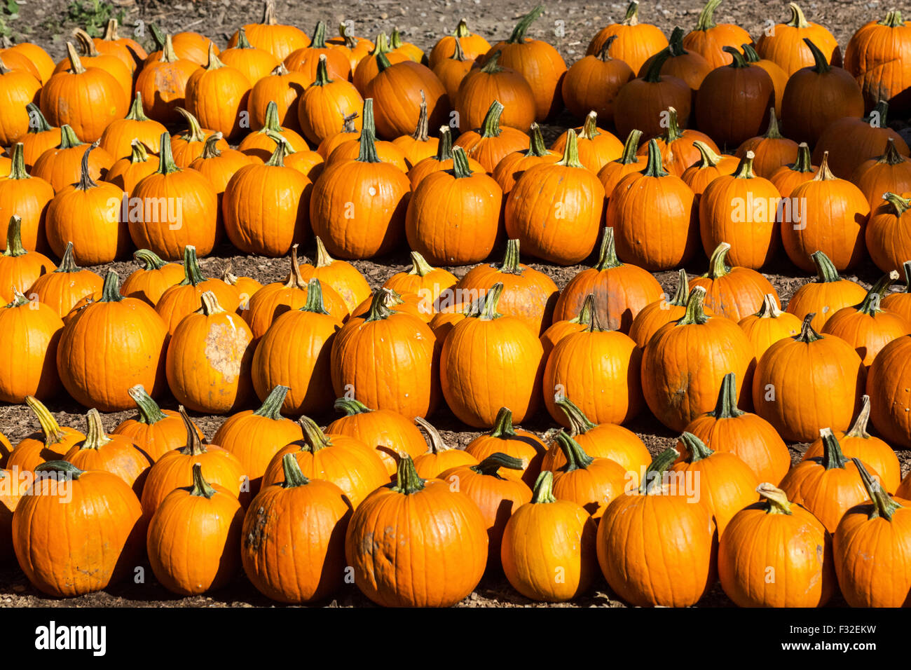 Pumpkins on sale in early autumn (fall), New England, USA Stock Photo