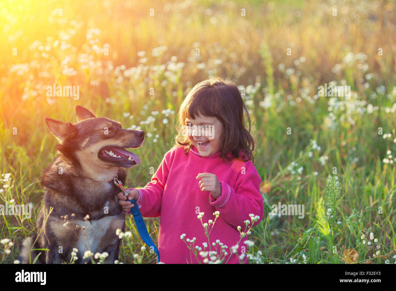 Happy little girl with dog in the meadow at sunset Stock Photo - Alamy