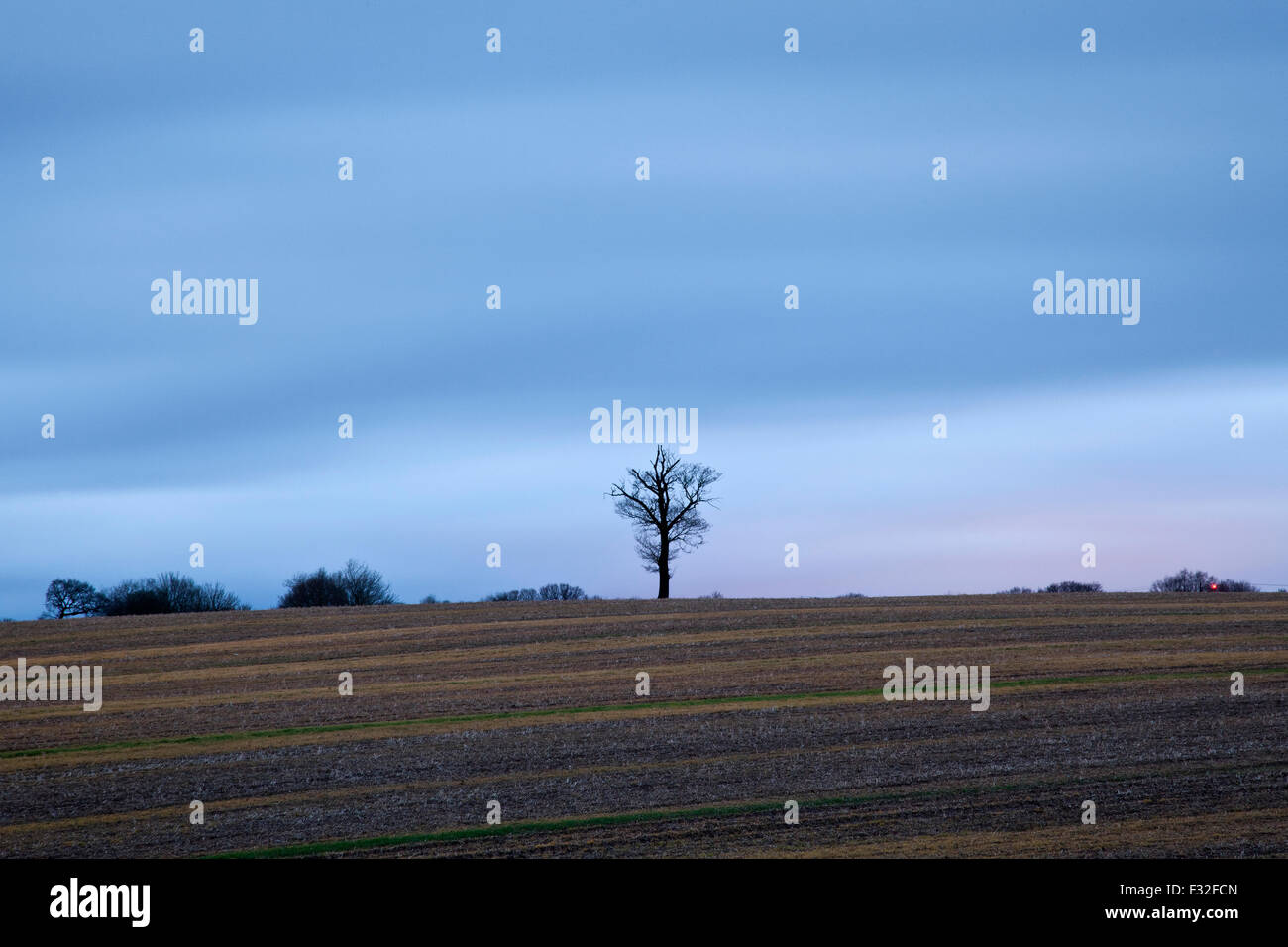 Single Oak tree in a field at dawn Stock Photo - Alamy