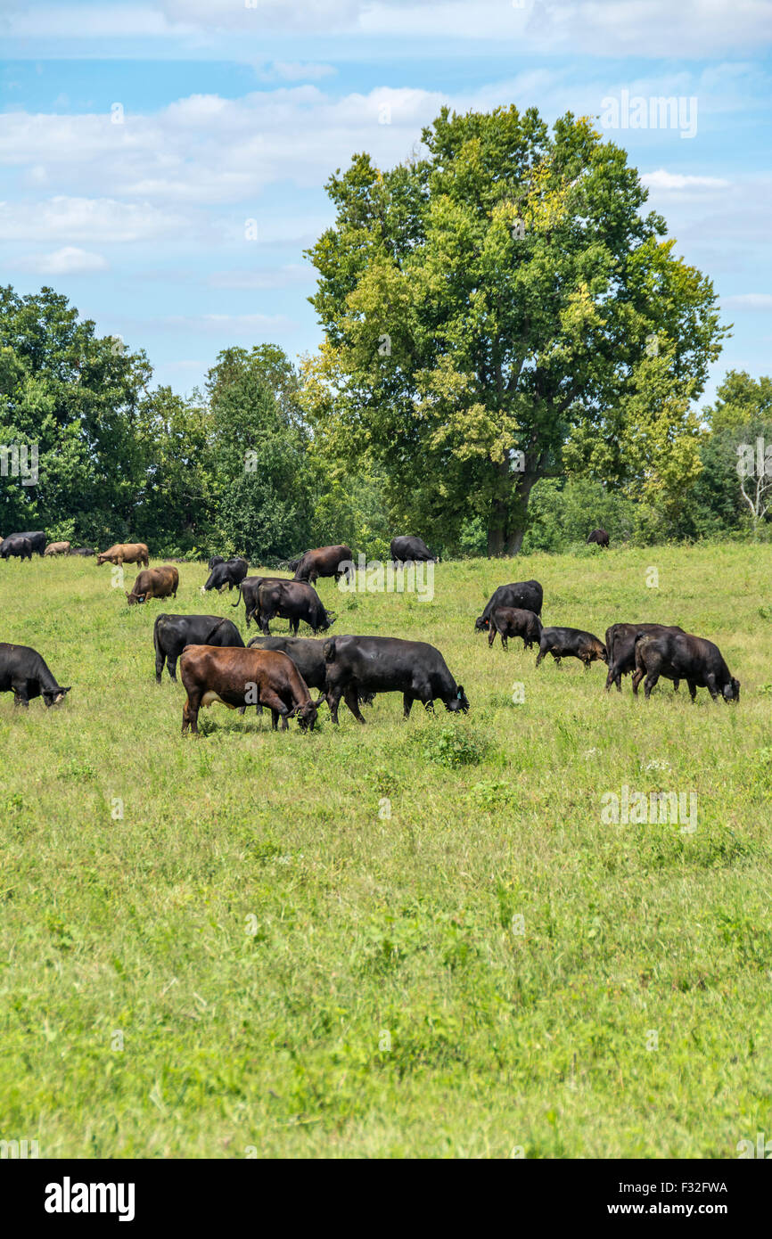 Cattle grazing in the pasture hi-res stock photography and images - Alamy