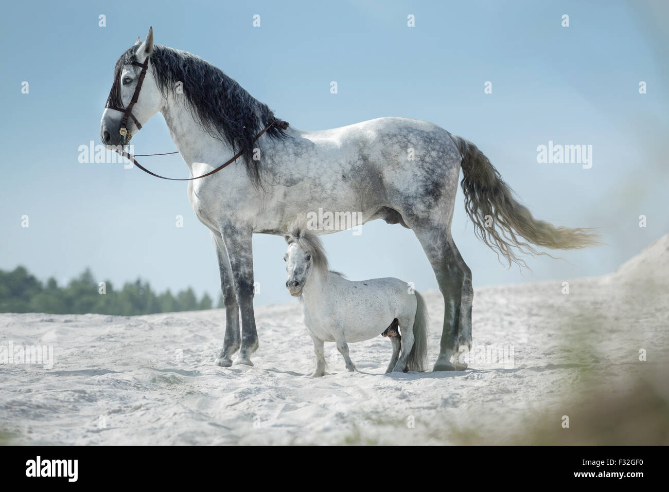 Two beautiful horses resting on the huge desert Stock Photo