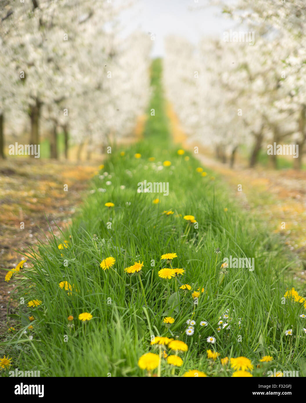 Beautiful nature in the spring cherry orchard Stock Photo