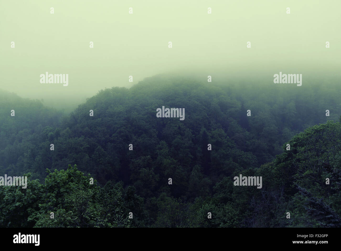 Foggy morning in the summer forest Stock Photo