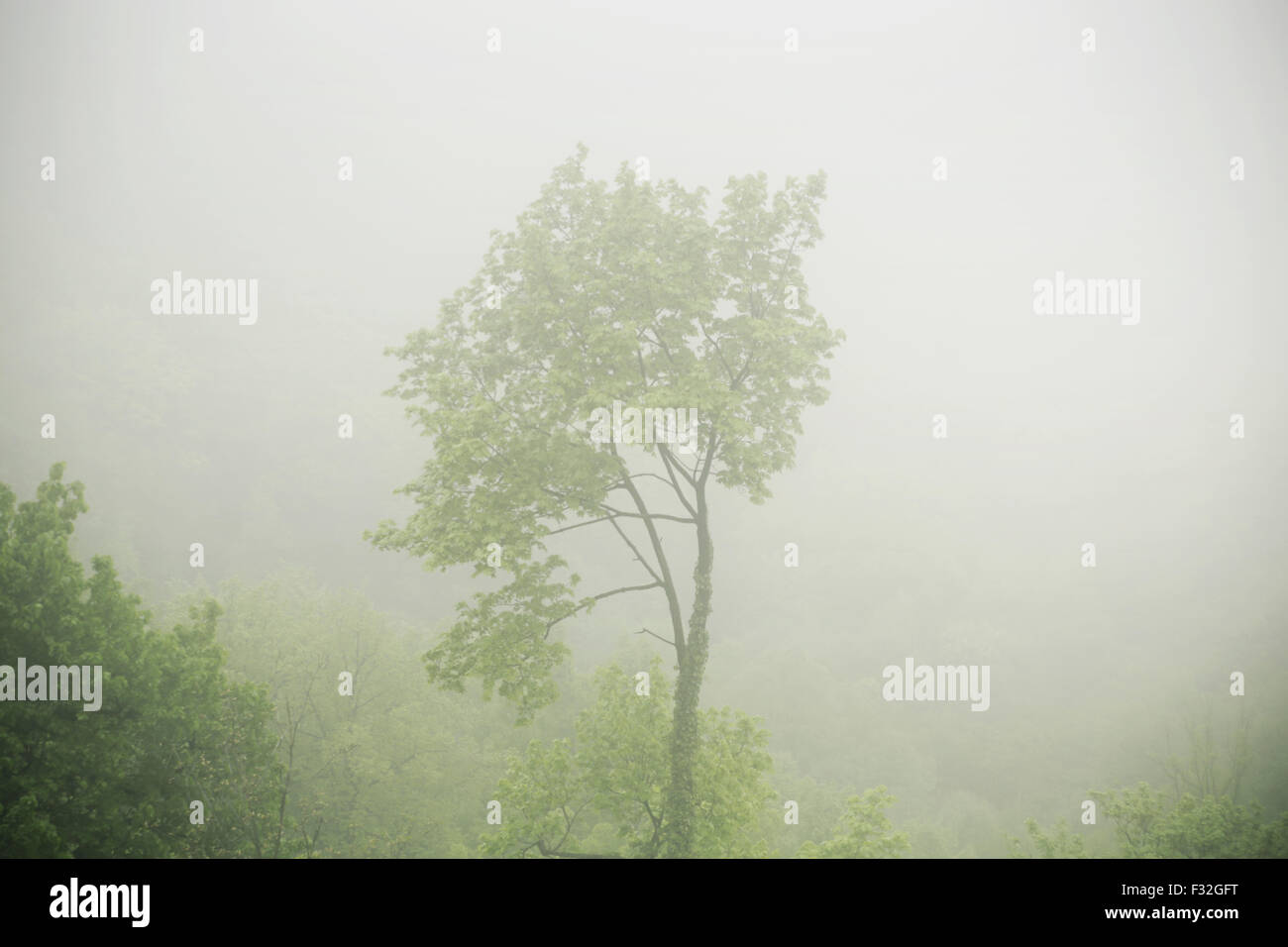 Picture presenting the tree in the dense fogg Stock Photo