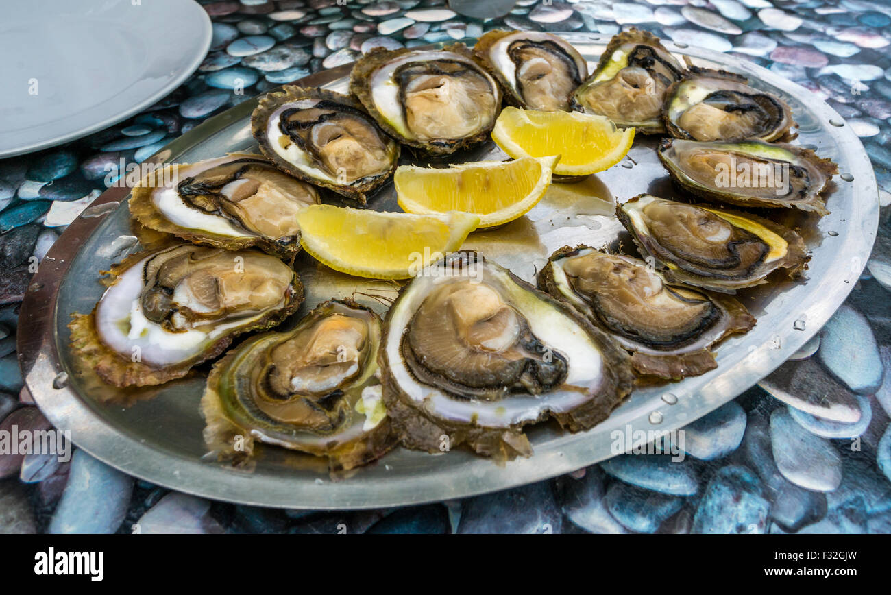 Oysters in oyster farm in hires stock photography and images Alamy