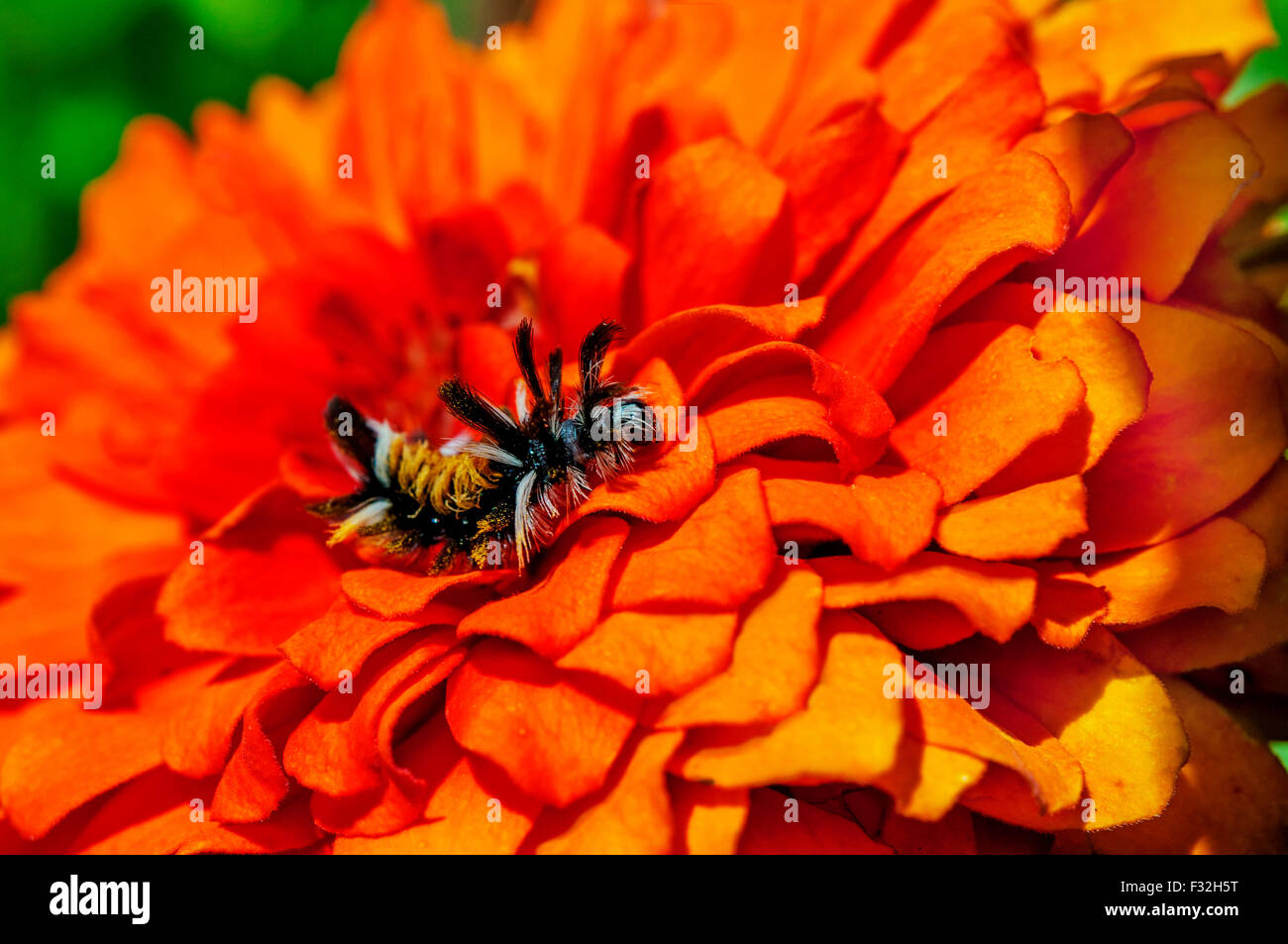 Flower and caterpillar hires stock photography and images Alamy