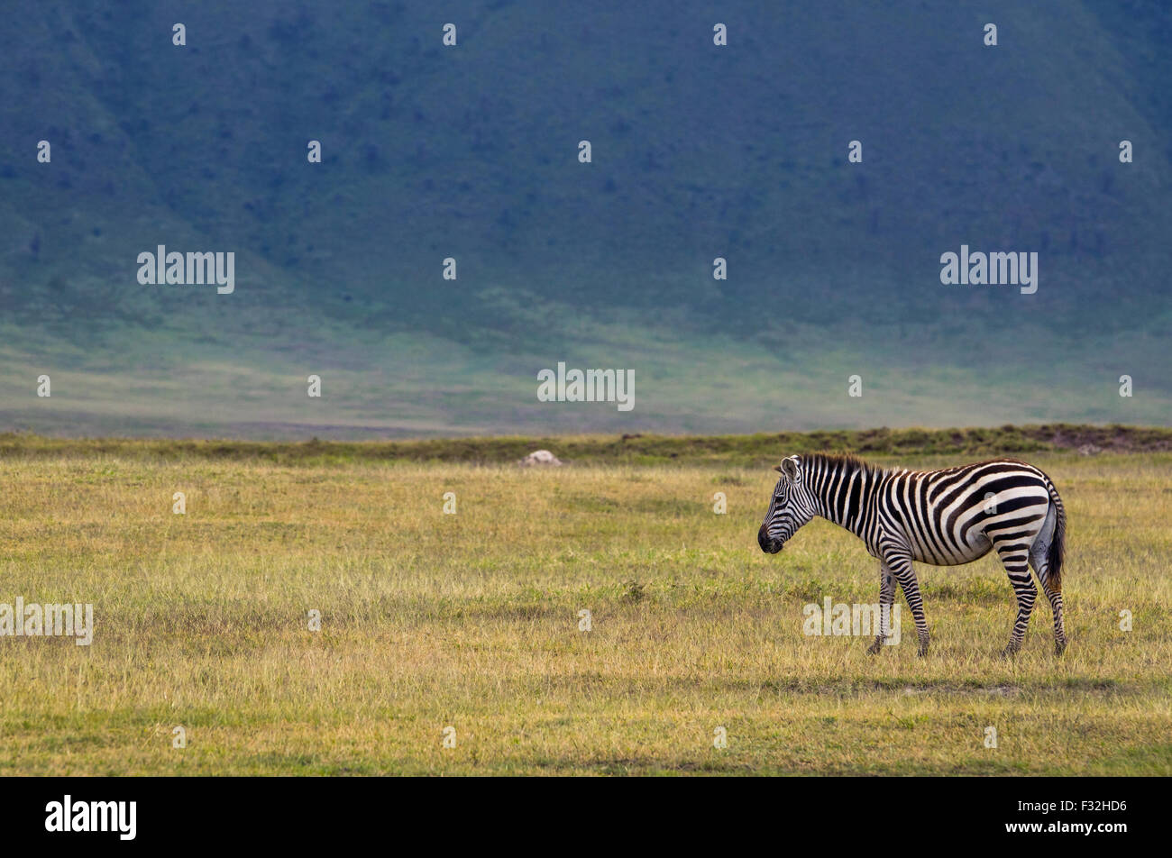 Tanzania, Arusha Region, Ngorongoro Conservation Area, zebra (equus burchellii) Stock Photo