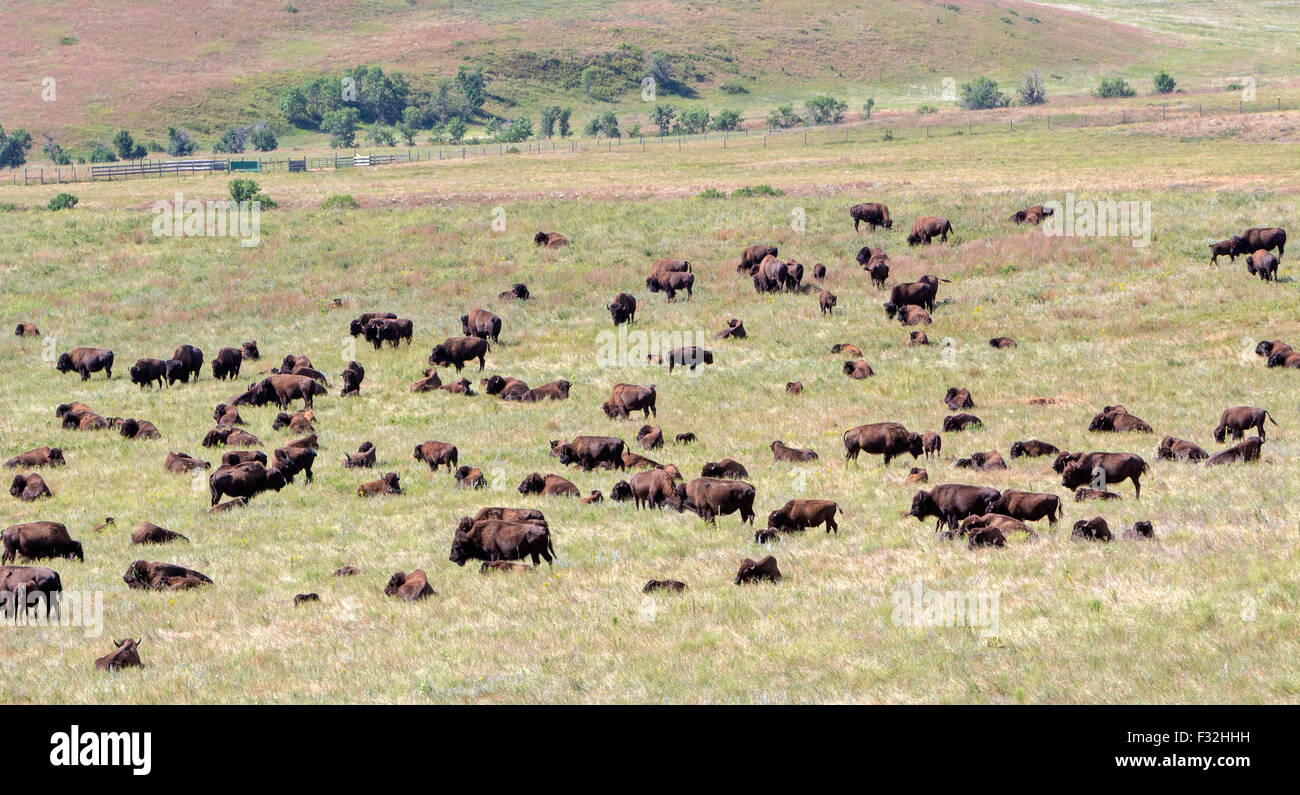 A bison, buffalo, in a field. Stock Photo