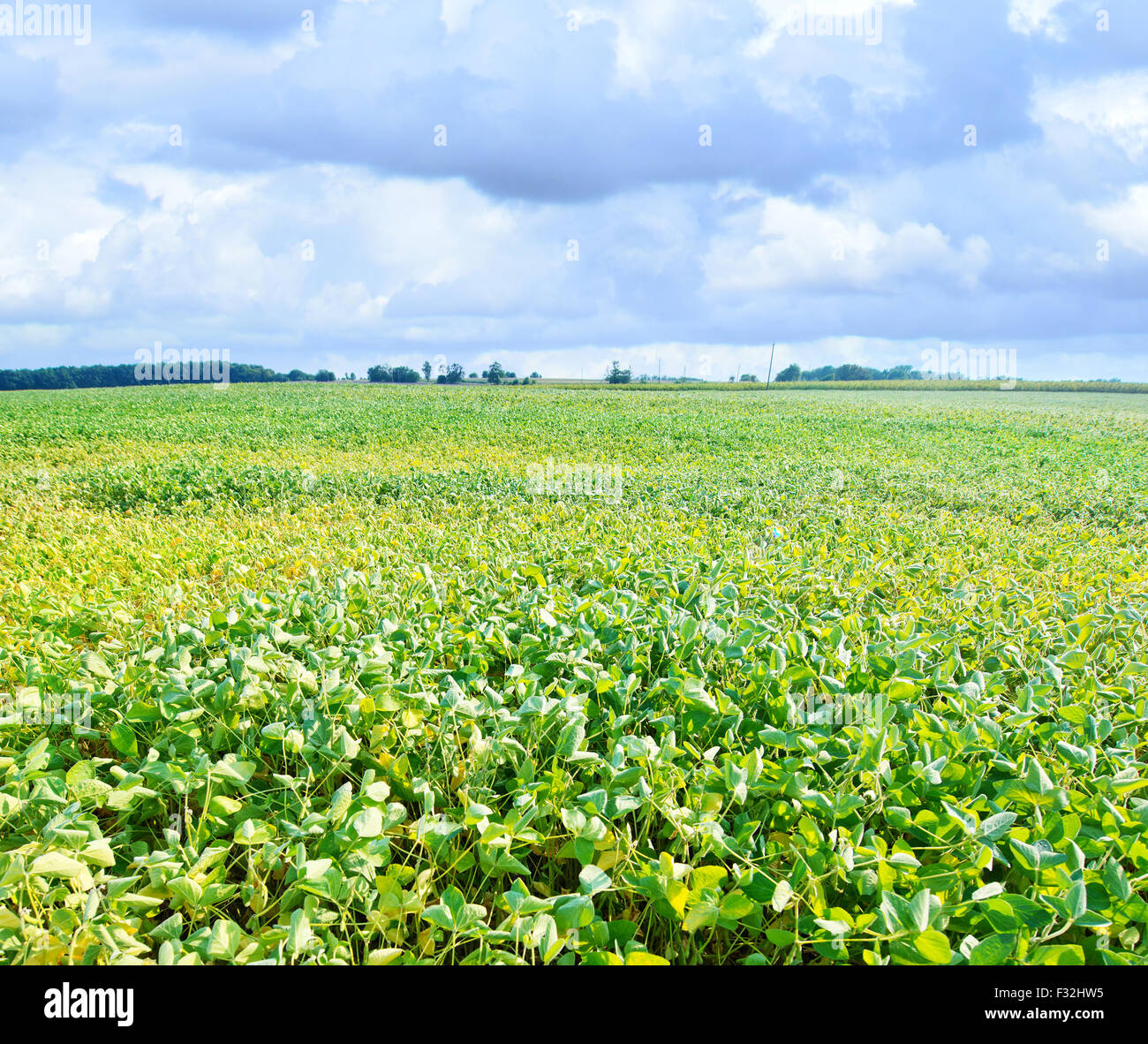 Bean field, green field in Ukraine, summer bean field Stock Photo Alamy