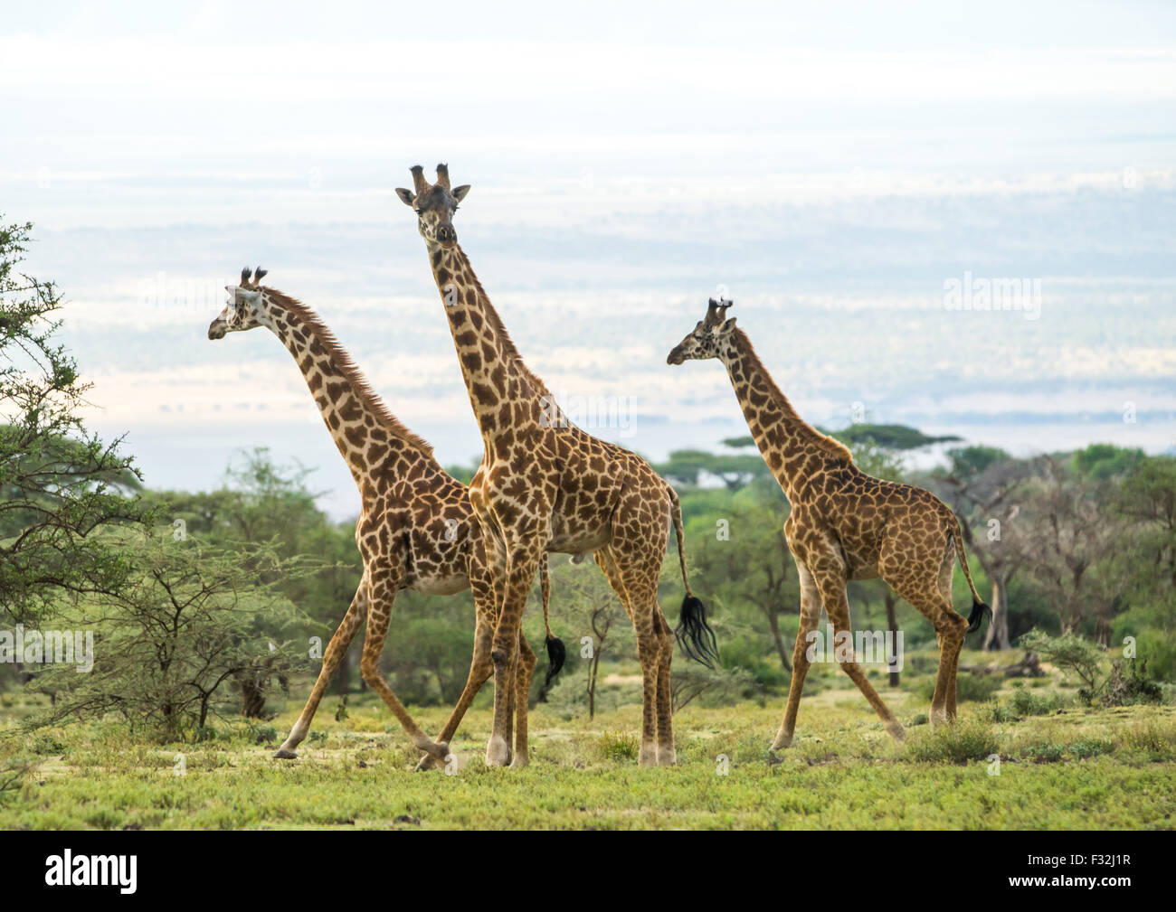 Tanzania, Arusha Region, Ngorongoro Conservation Area, giraffe (giraffa camelopardalis) Stock Photo