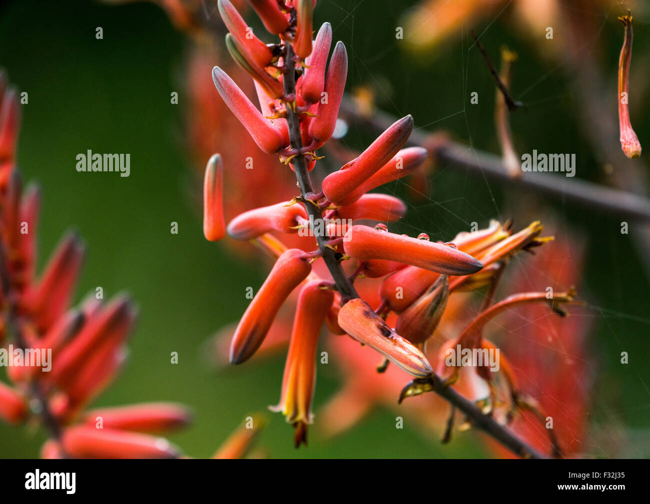 Tanzania, Mara, Serengeti National Park, bloom on sisal agave Stock