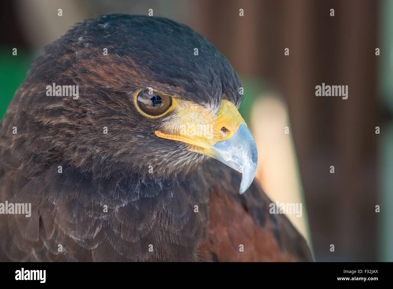 A macro shot of the face of a Harris Hawk. Stock Photo