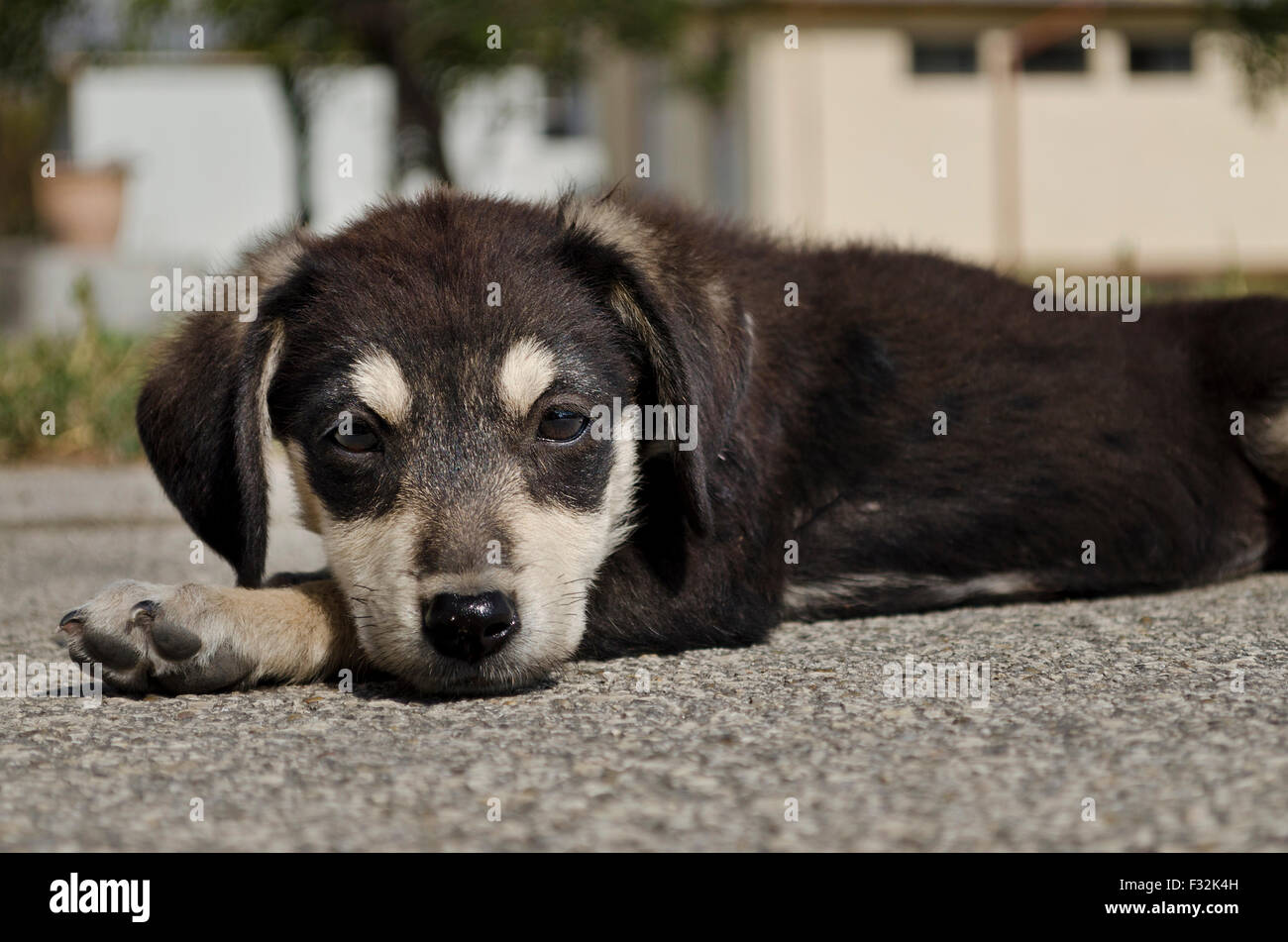 Portrait of young dog sitting in the village yard Stock Photo - Alamy