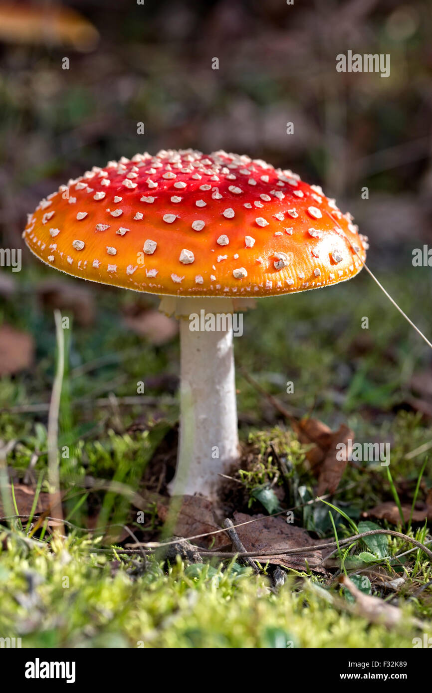 Amanita muscaria in the forest Stock Photo