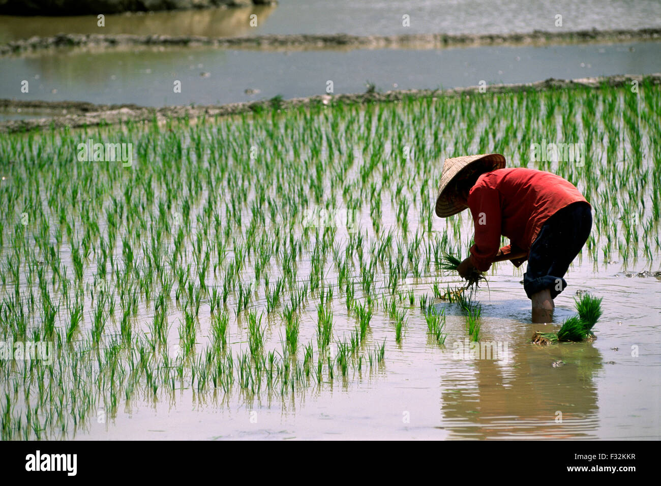 Vietnam, Ha Giang province, rice fields, farmer Stock Photo