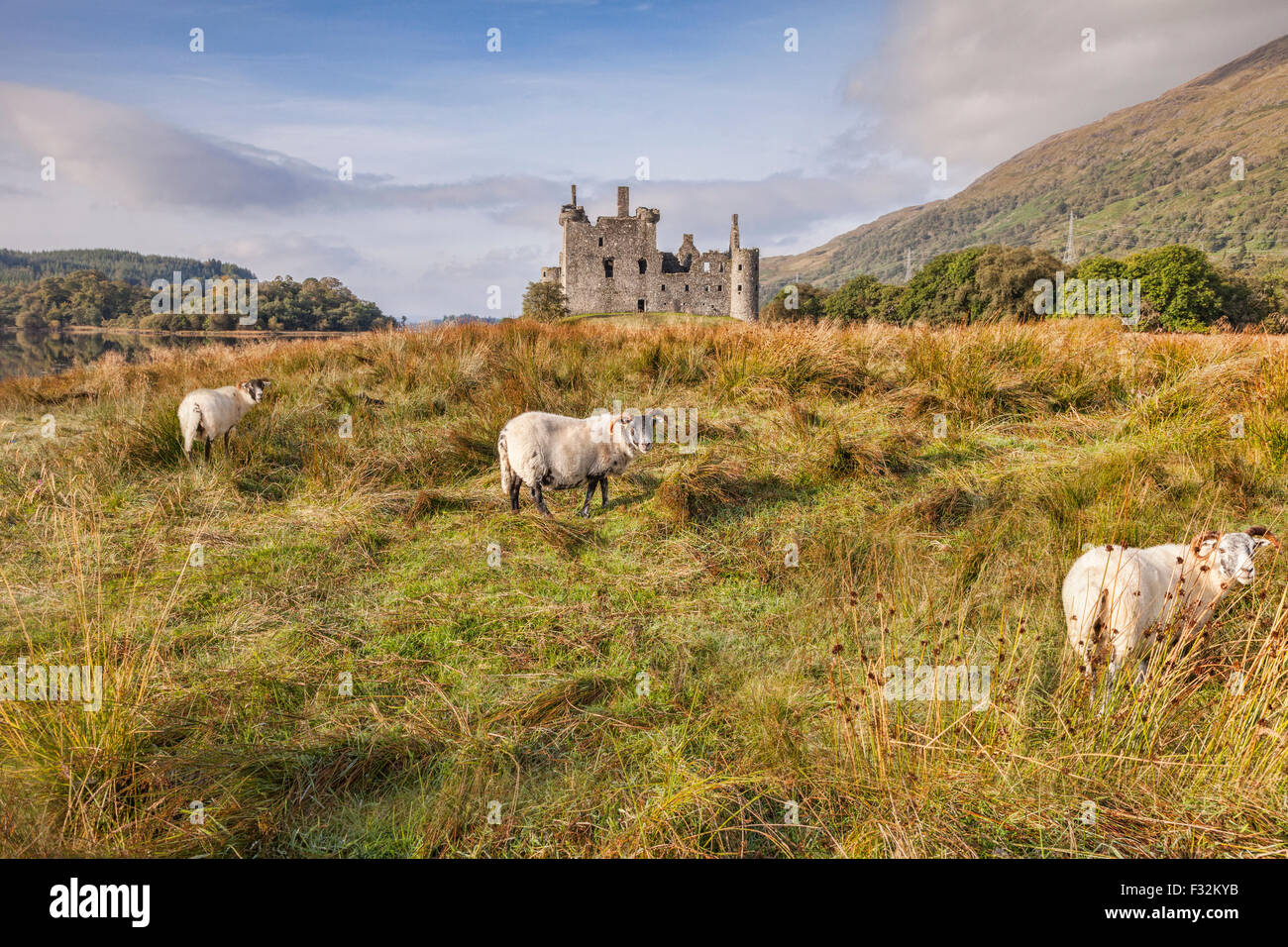 Scottish Blackface Rams at Kilchurn Castle, Argyll and Bute, Scotland, UK. Stock Photo