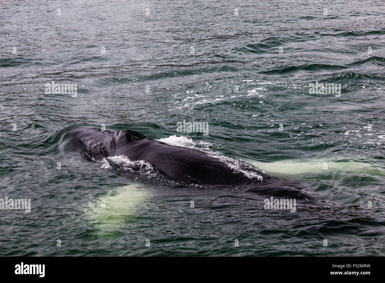 Akureyri Iceland whale watching Stock Photo Alamy