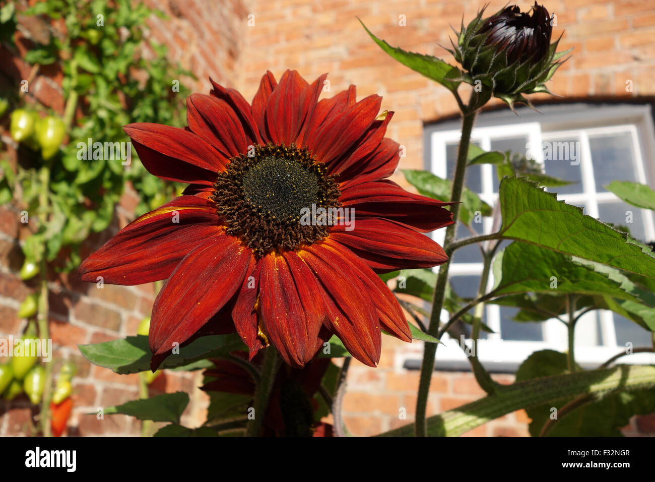 Orange red sunflower sunflowers Uk helianthus annus Stock Photo Alamy
