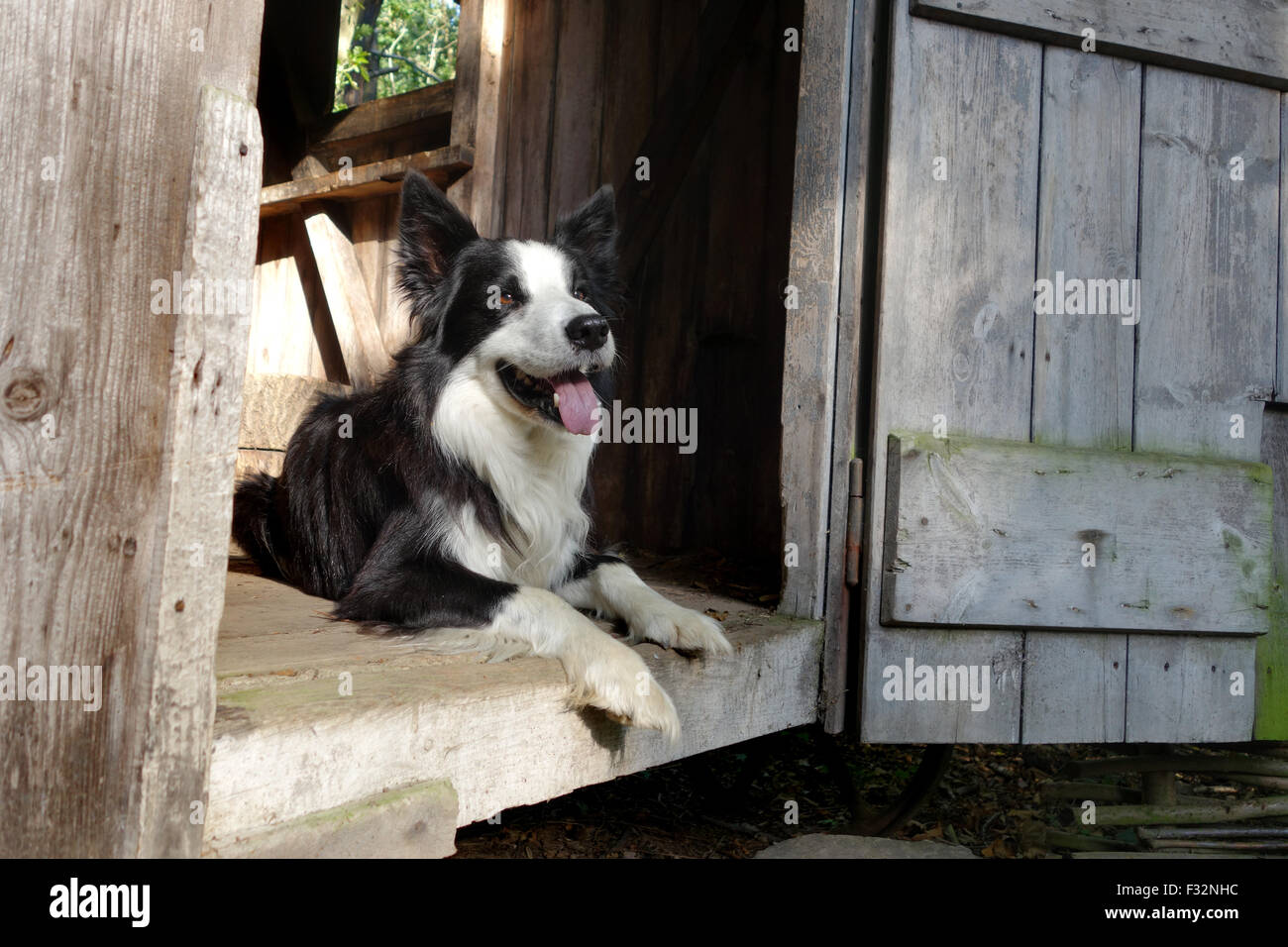 Border Collie dog lying in garden shed Stock Photo