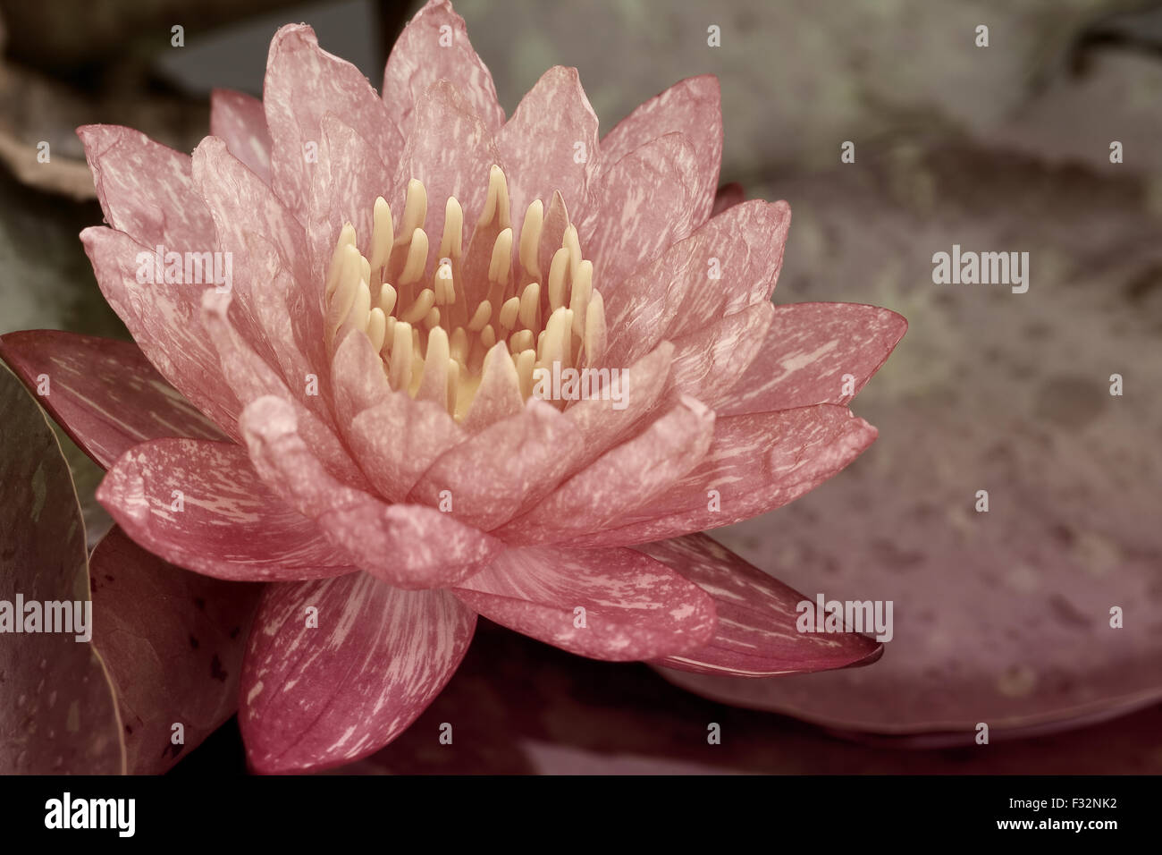 water lily in pond close up Stock Photo - Alamy