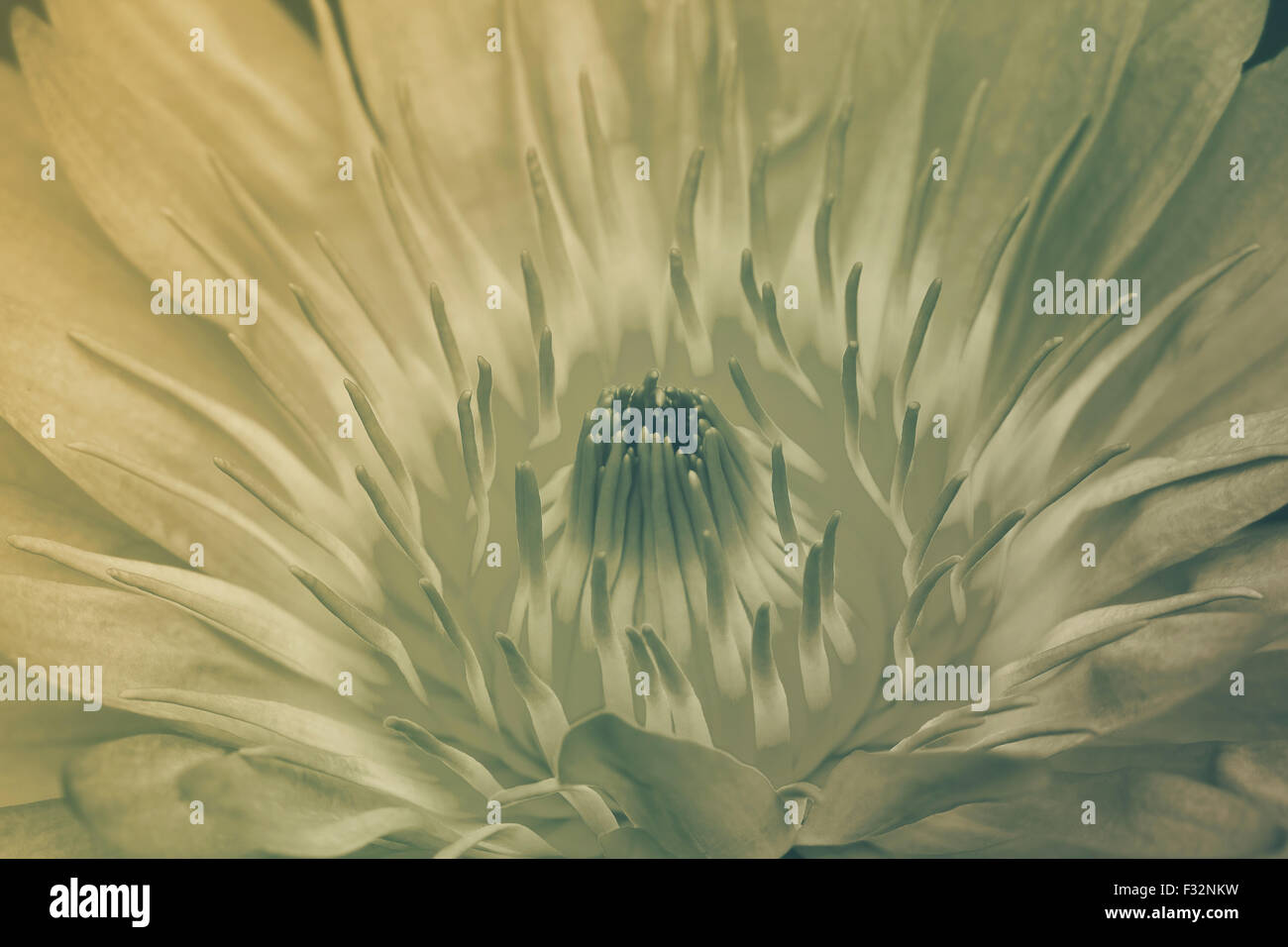 water lily in pond close up Stock Photo - Alamy