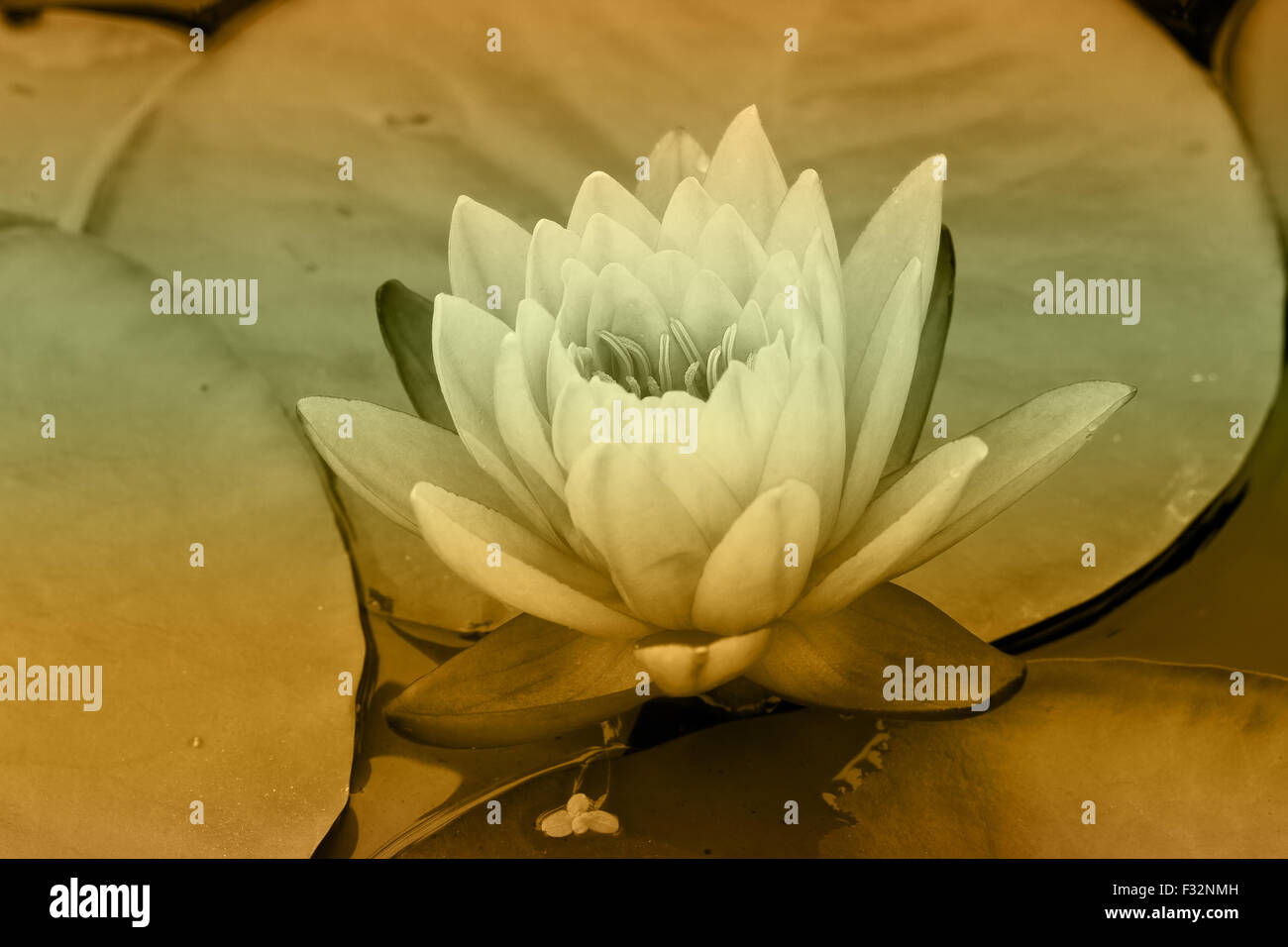 water lily in pond close up Stock Photo - Alamy