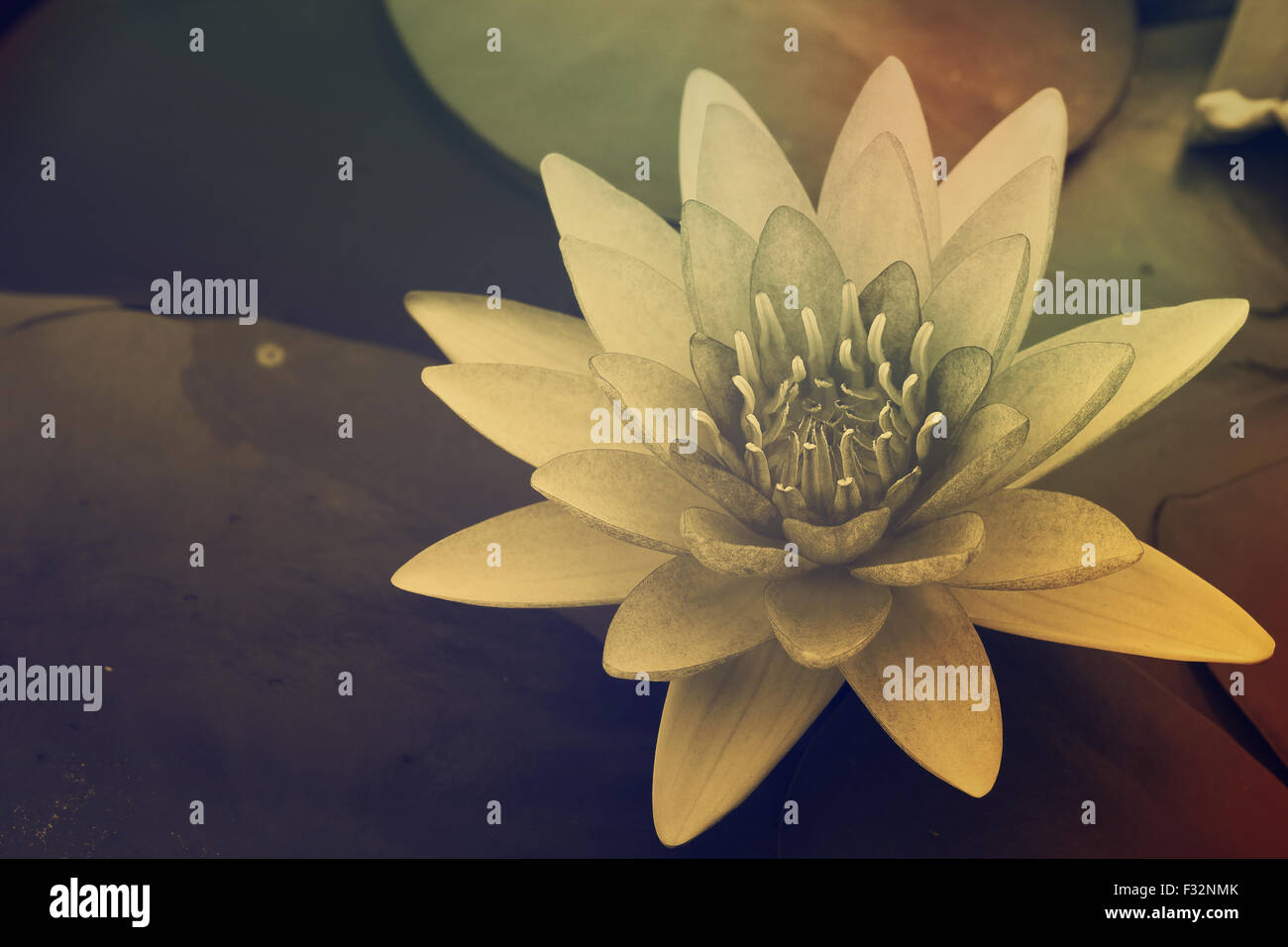 water lily in pond close up Stock Photo - Alamy