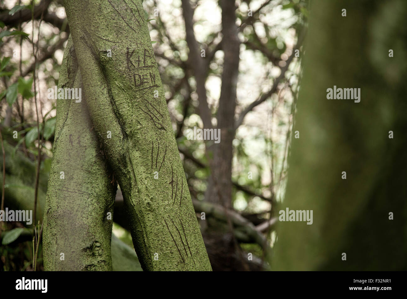 Names carved into a tree Stock Photo Alamy